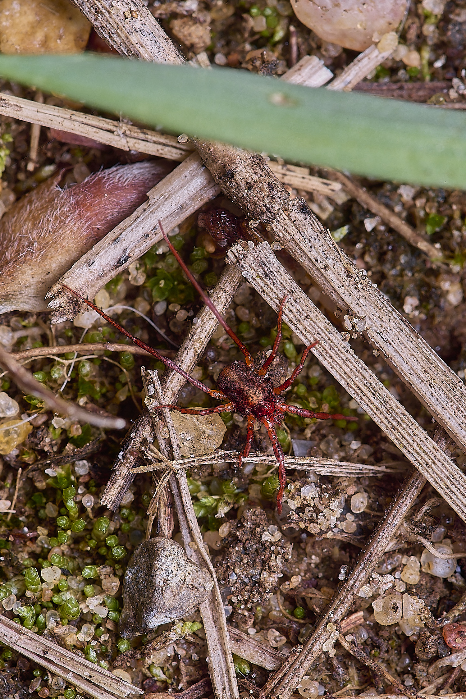 CranwochCampRed080625-1