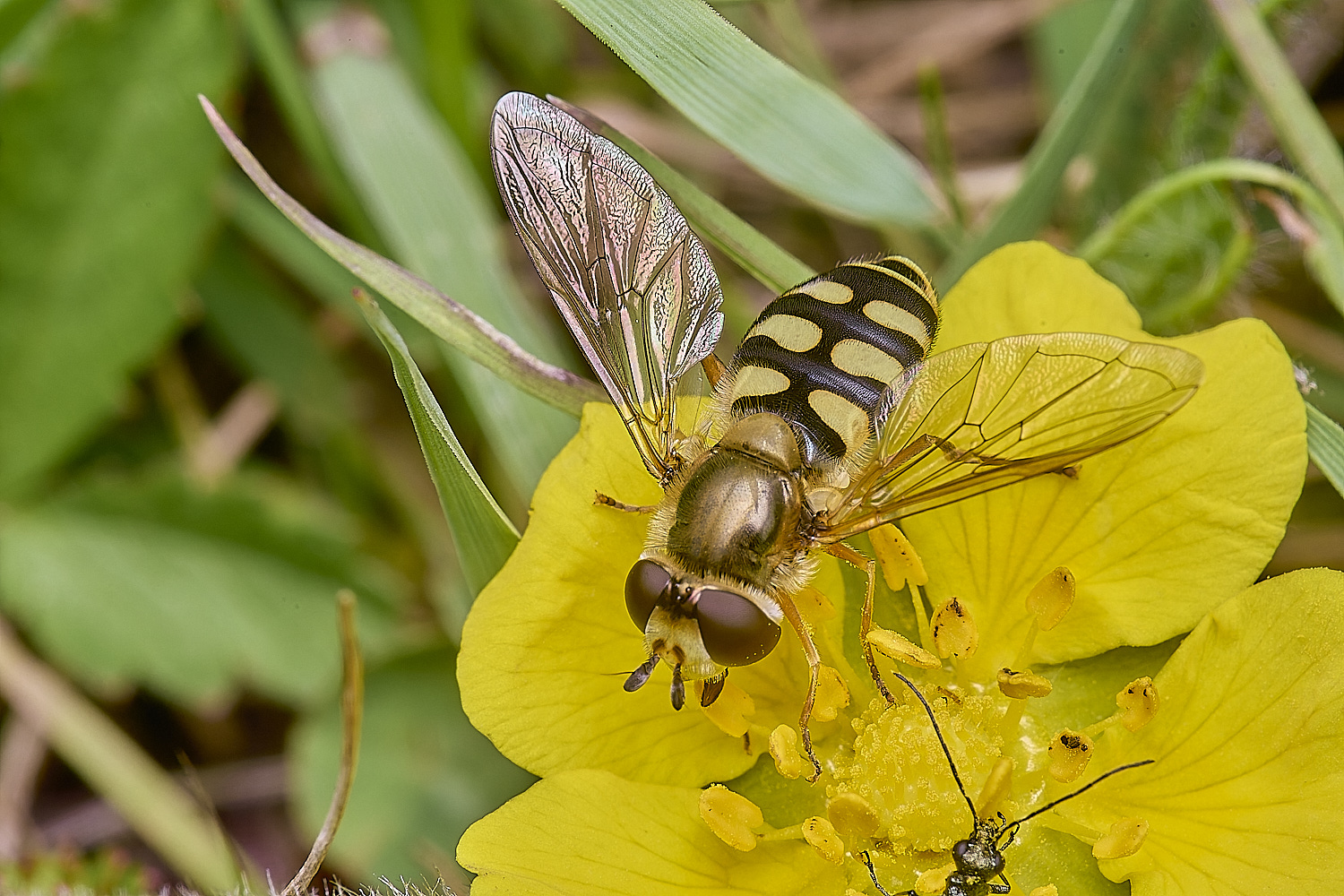 CranwoichCampEluniger080625-2