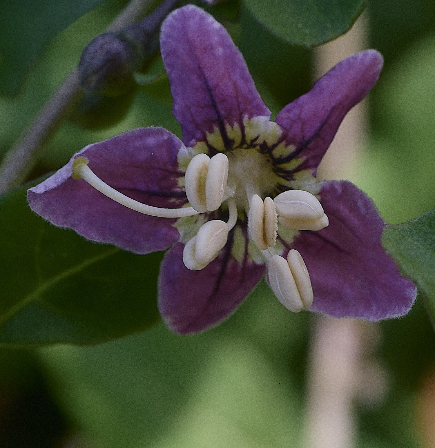 CromerDukeofArgylll'sTeaTree270825-1