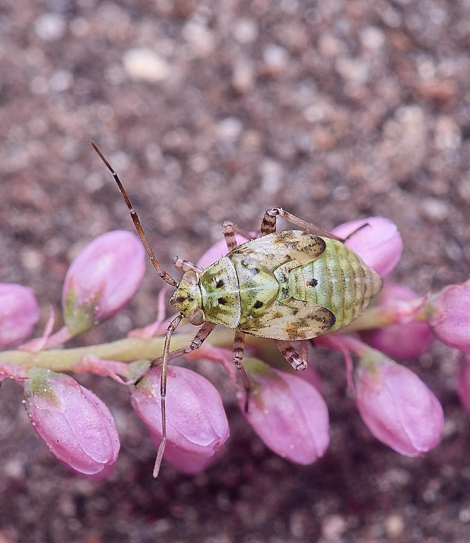 CromerMiridNymph270825-1