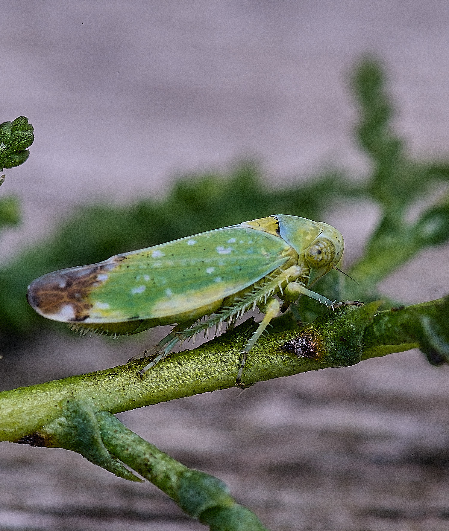 CromerOpsiusstactogalus270825-1