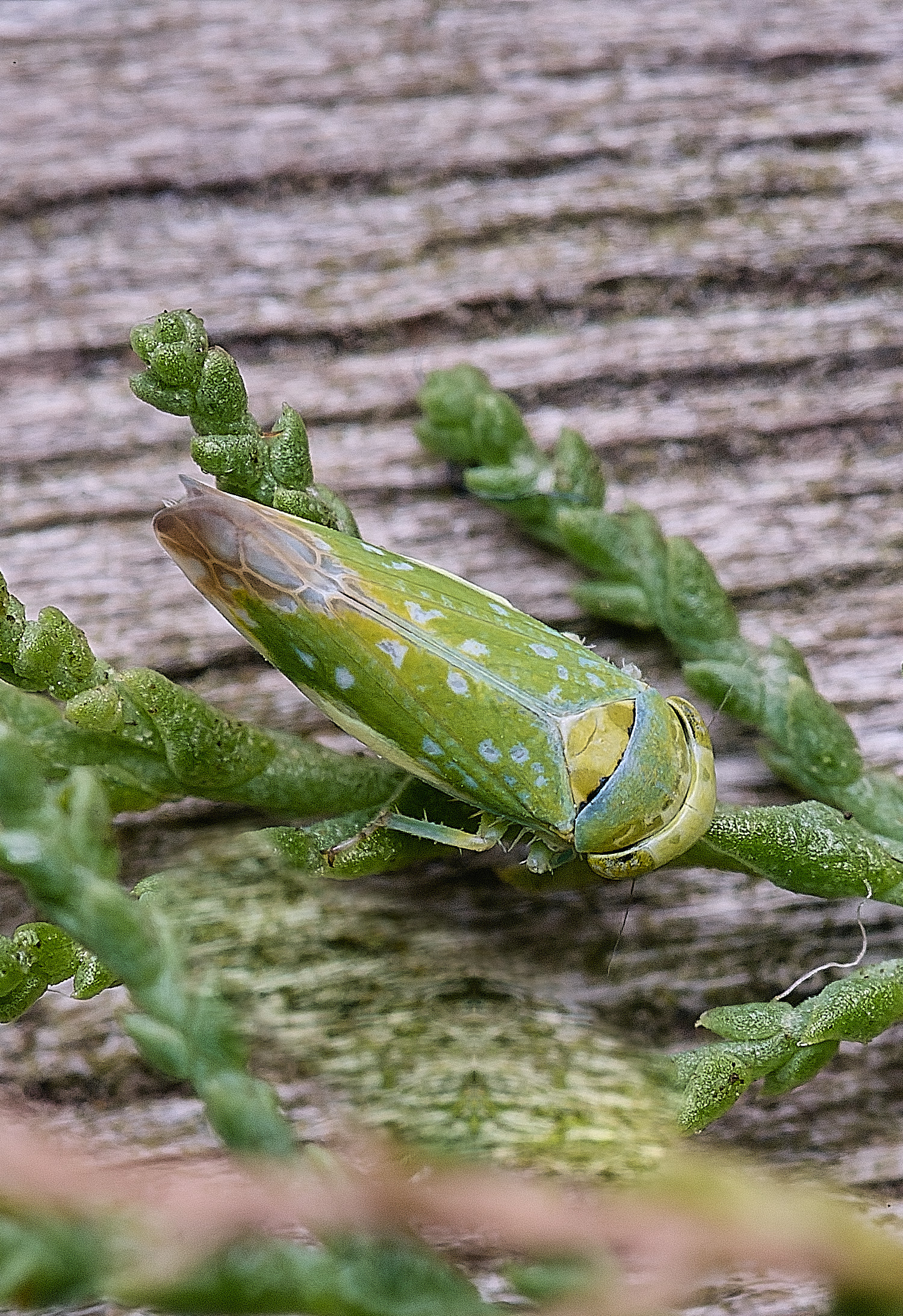 CromerOpsiusstactogalus270825-5