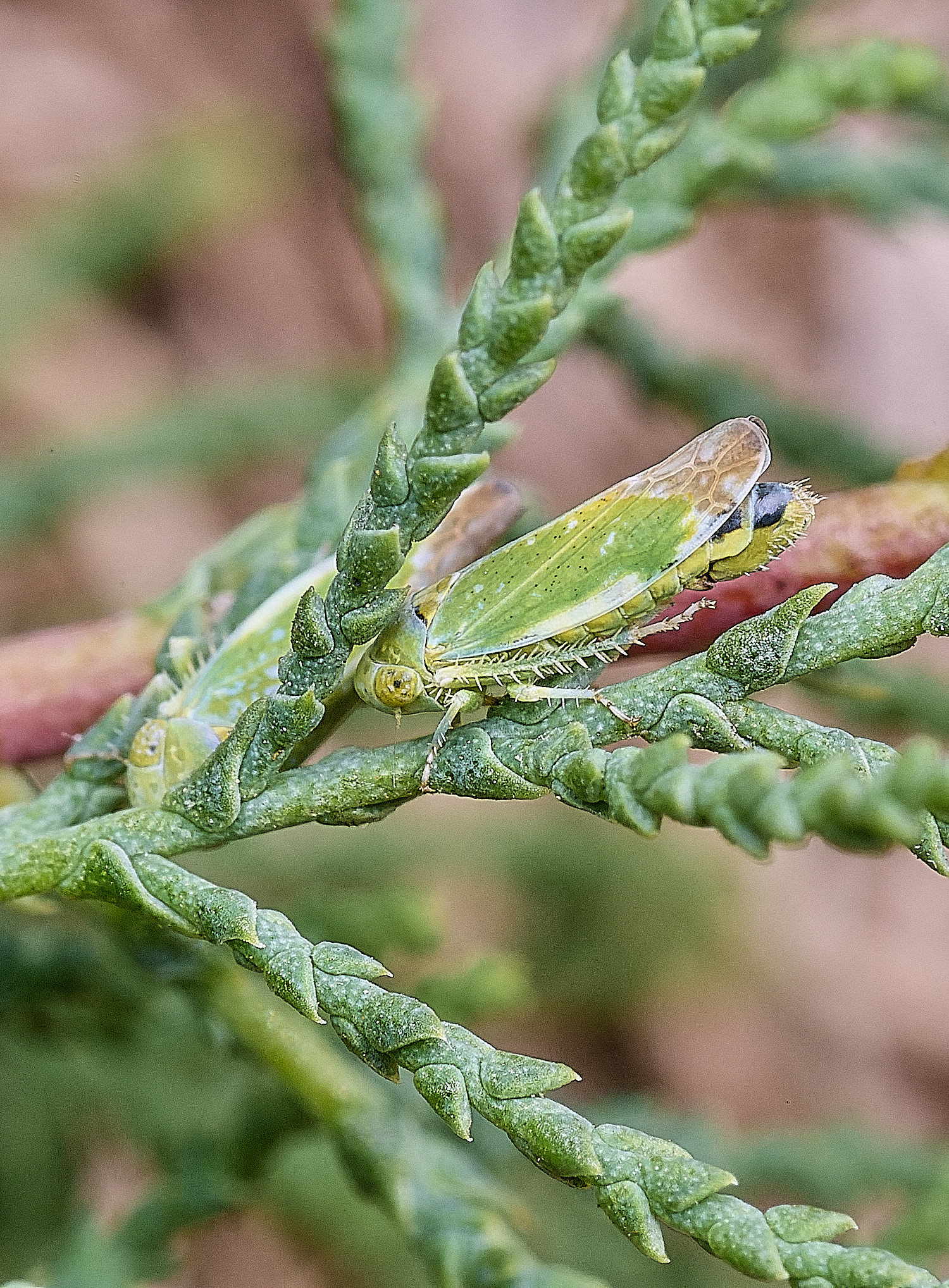 CromerOpsiusstactogalus270825-7