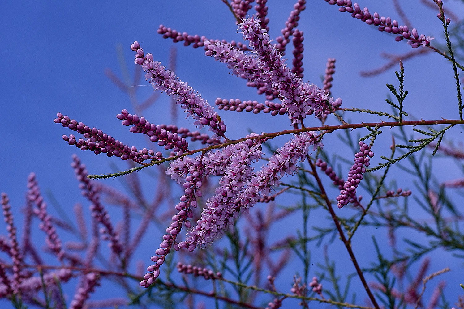 CromerTamarisk270825-1