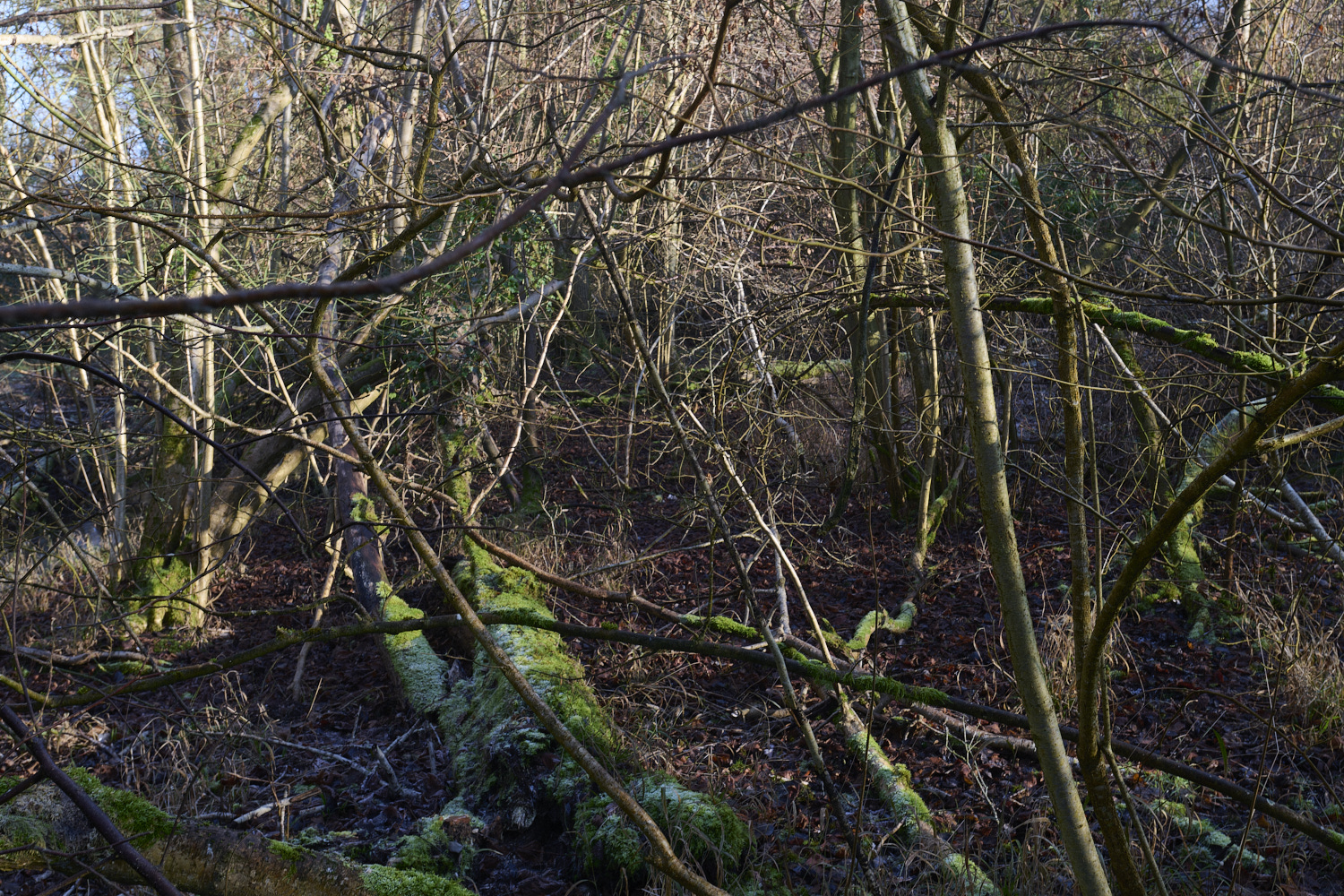 Dillington110125-2