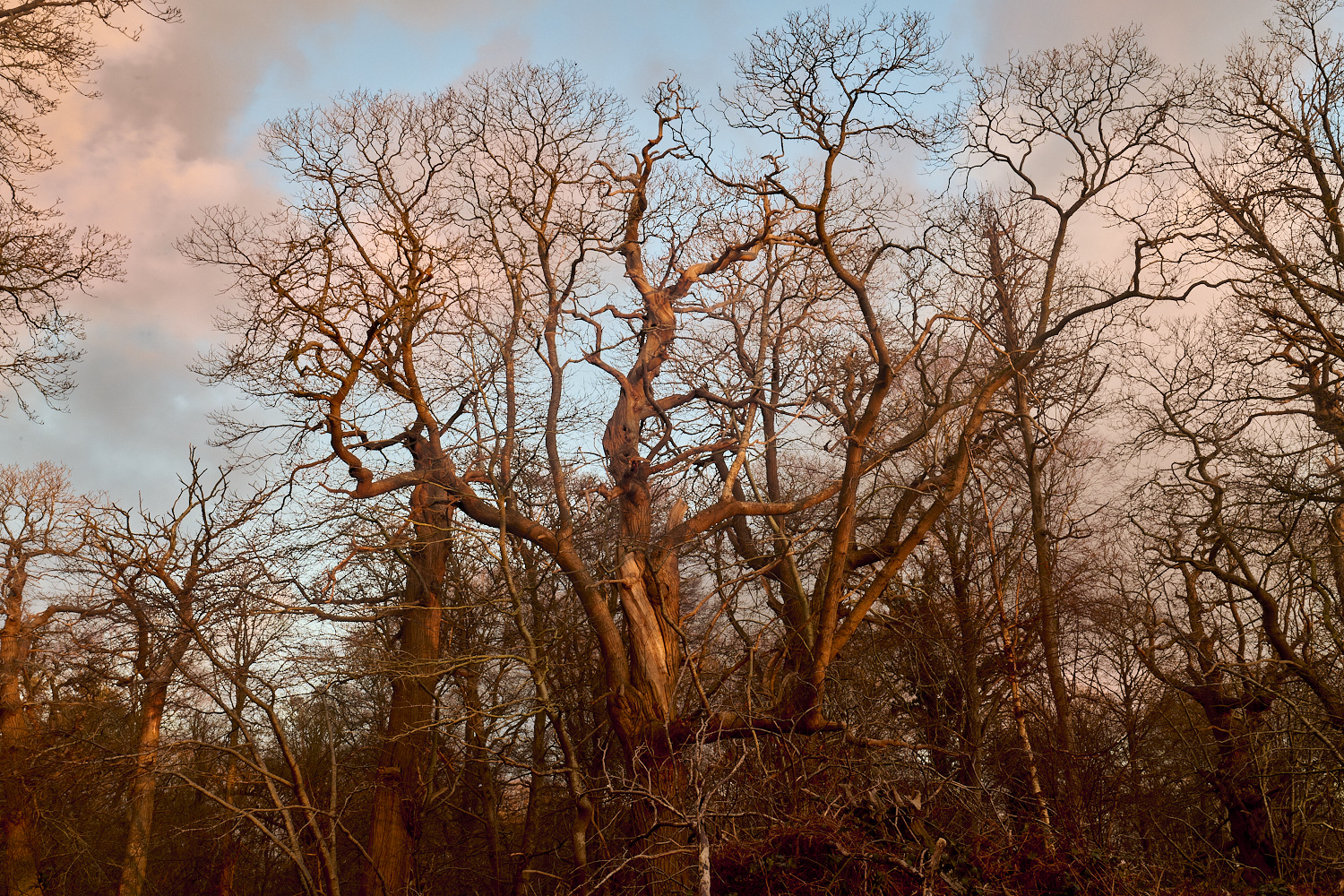 Felbrigg020125-19