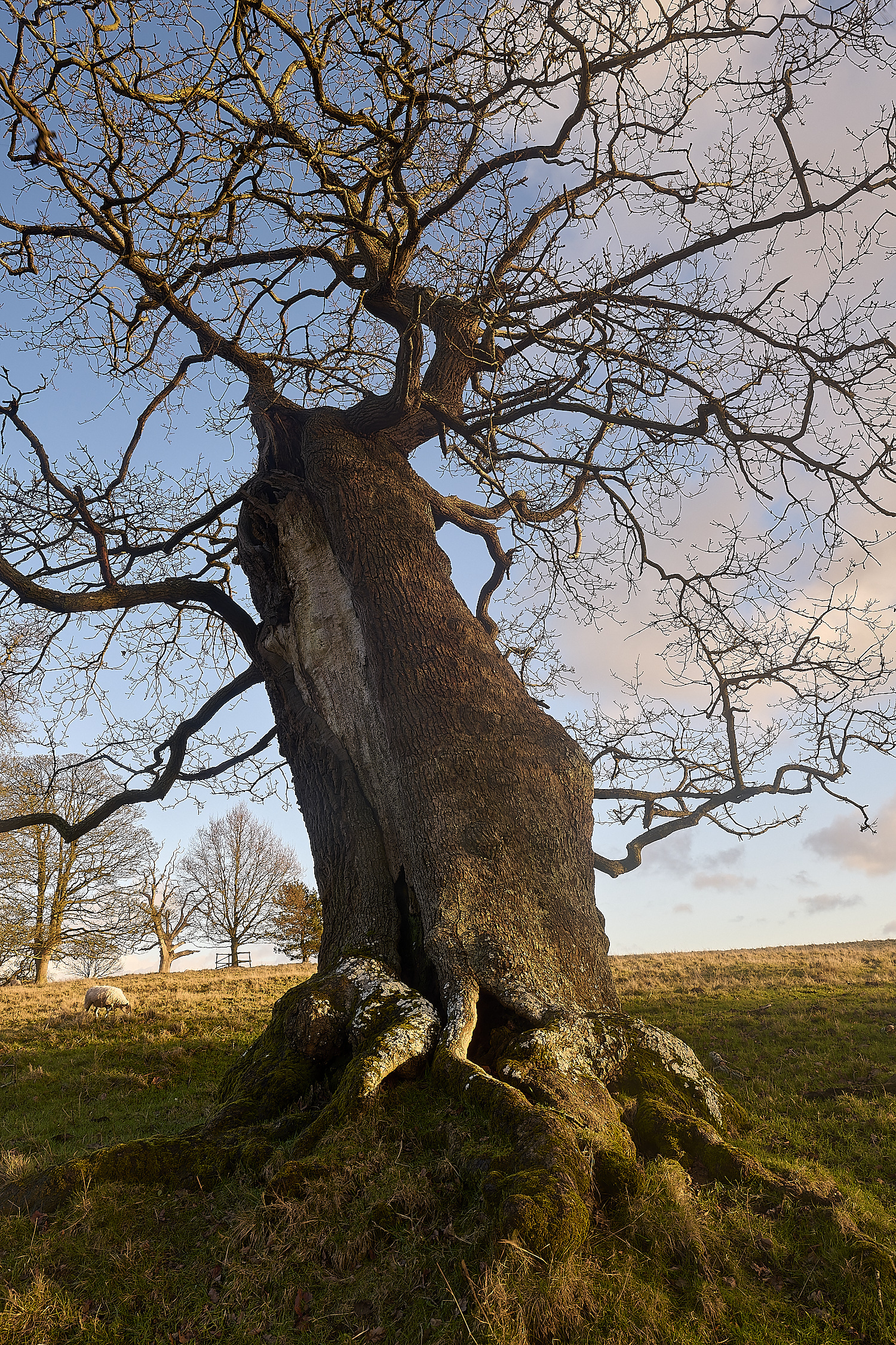 Felbrigg020125-8 1