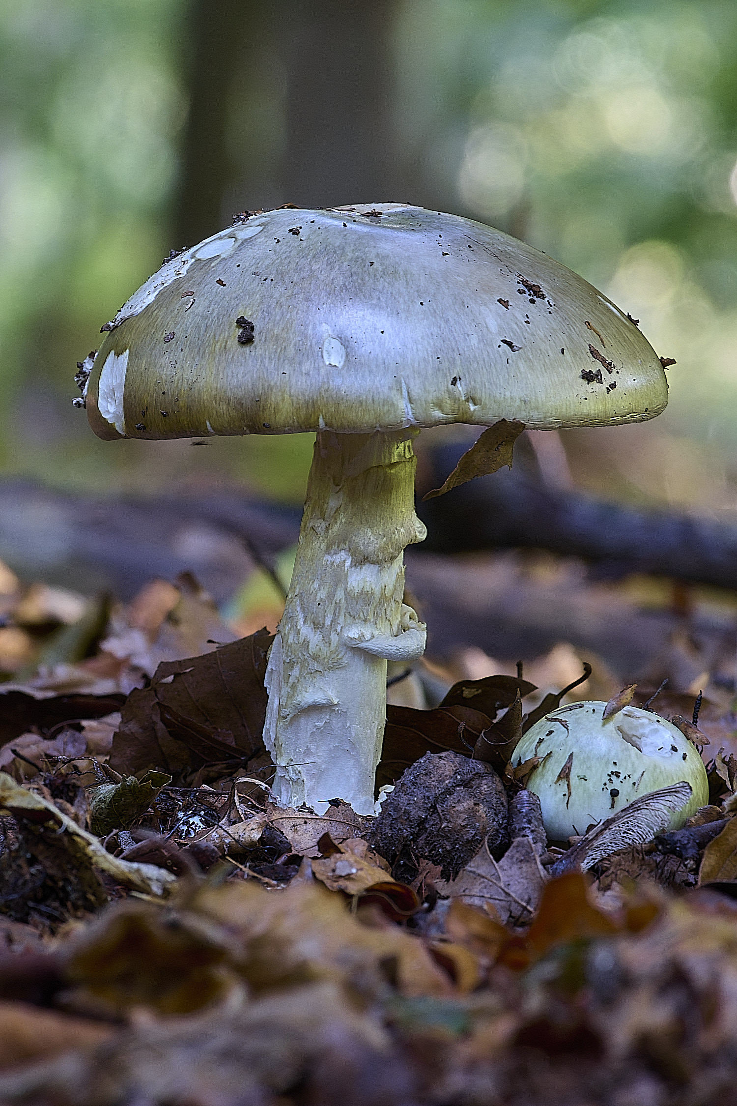 FelbriggAmanita250925-1
