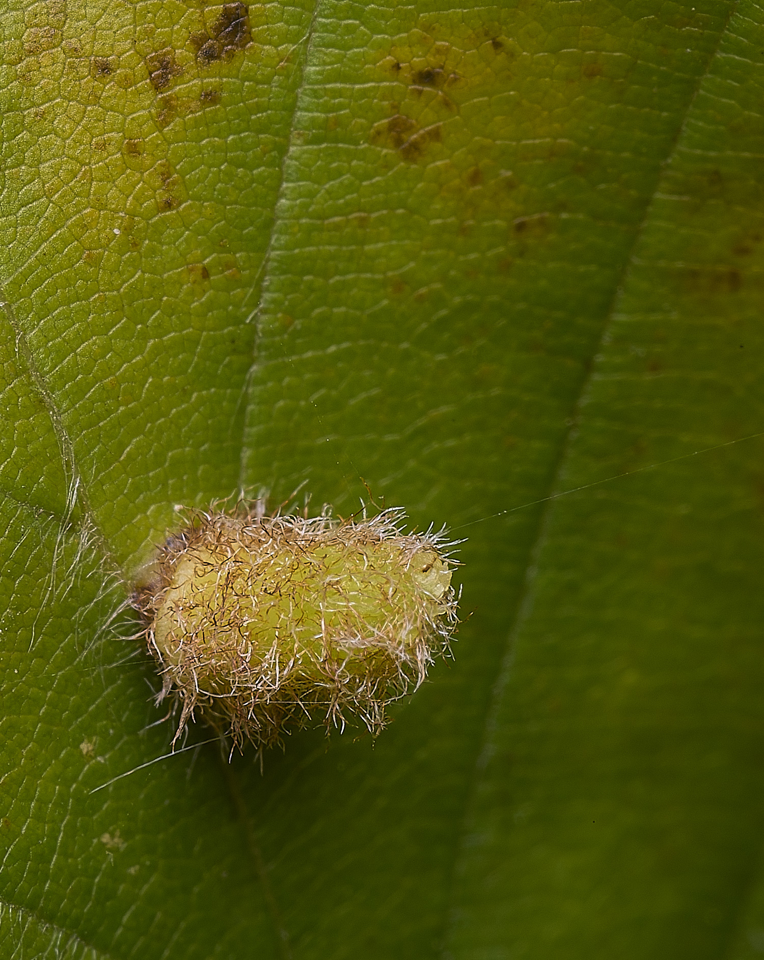 FelbriggBeechthing250925-2