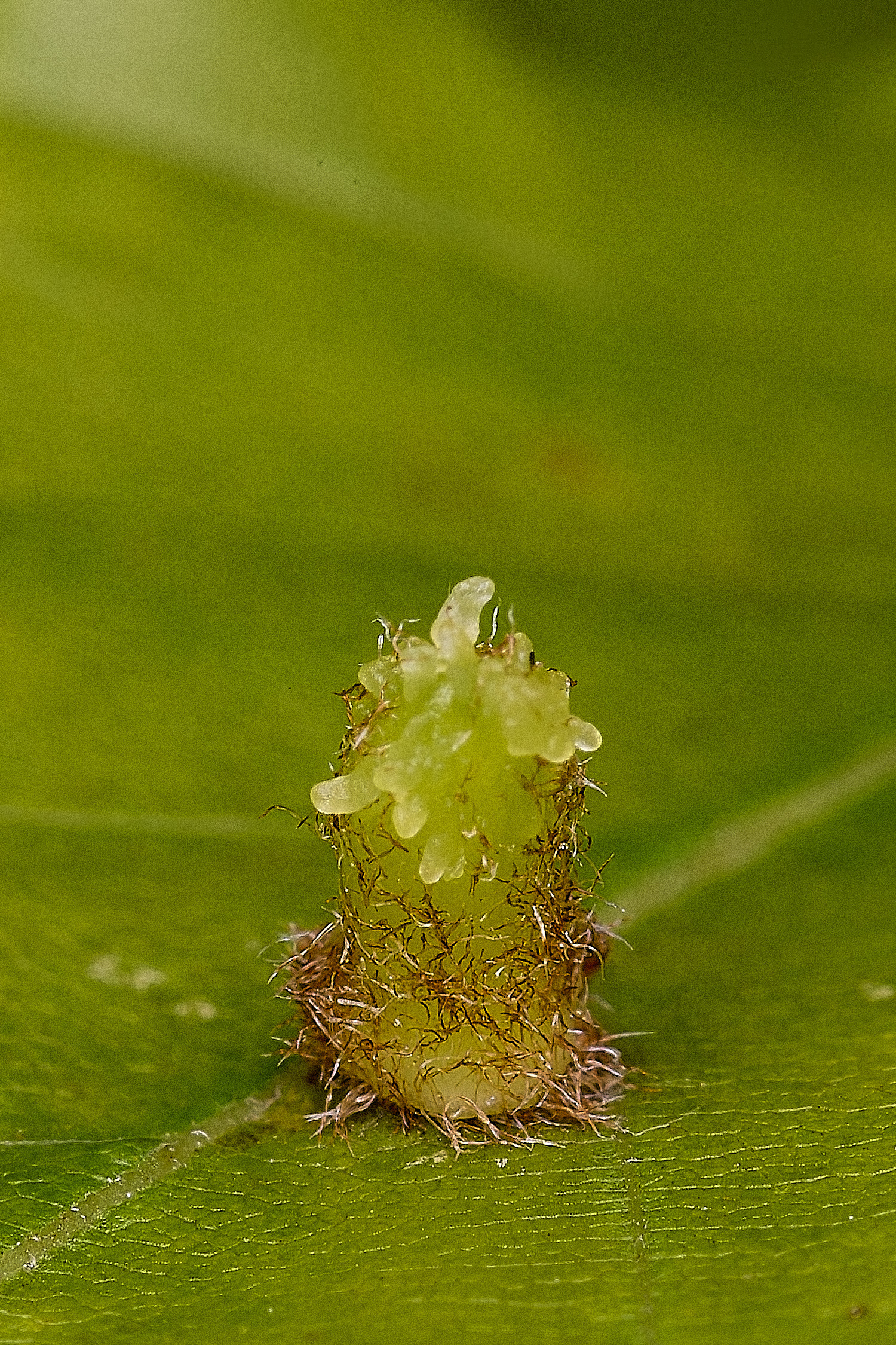 FelbriggBeechthing250925-3