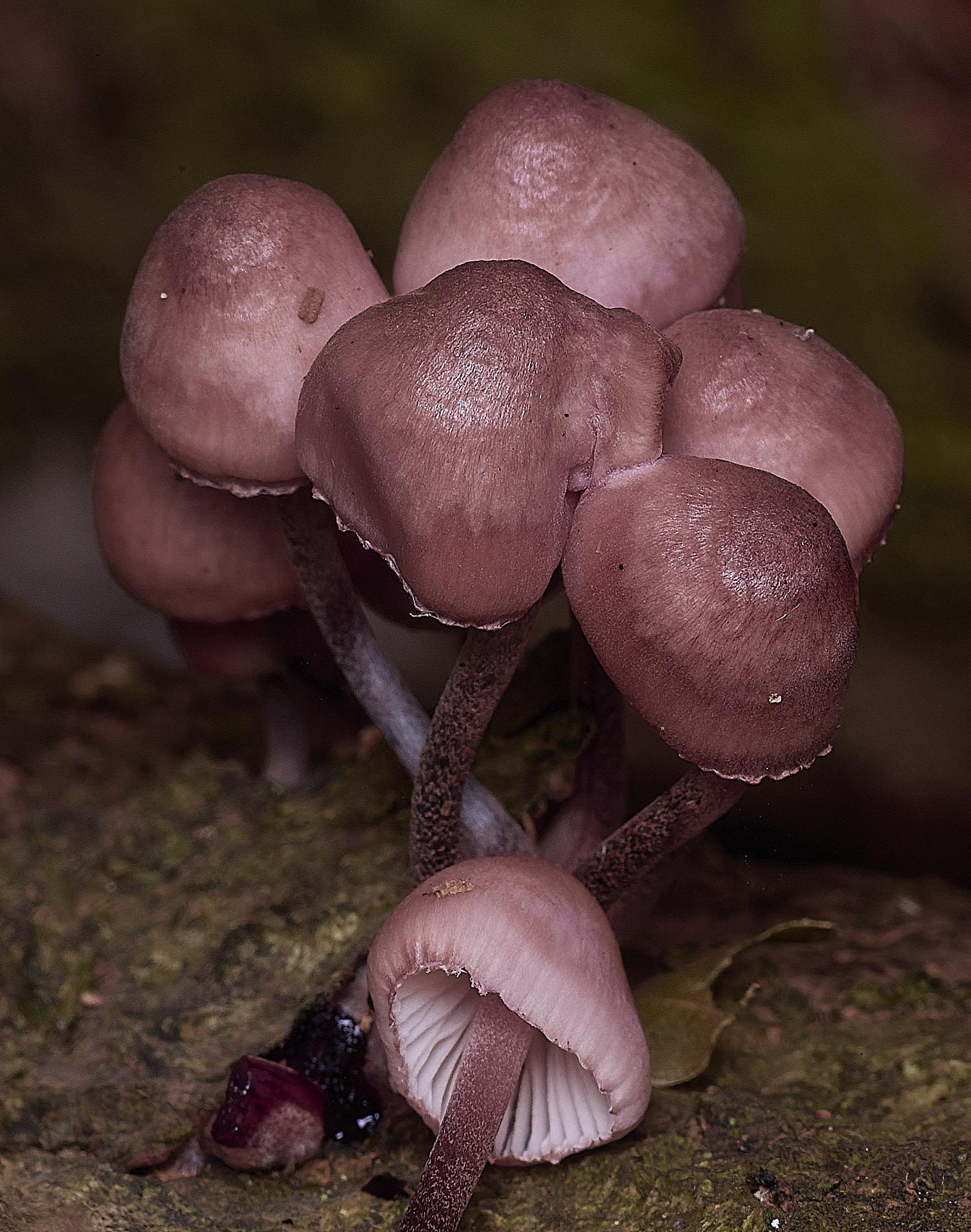 FelbriggBurgundyDropBonnet250925-2