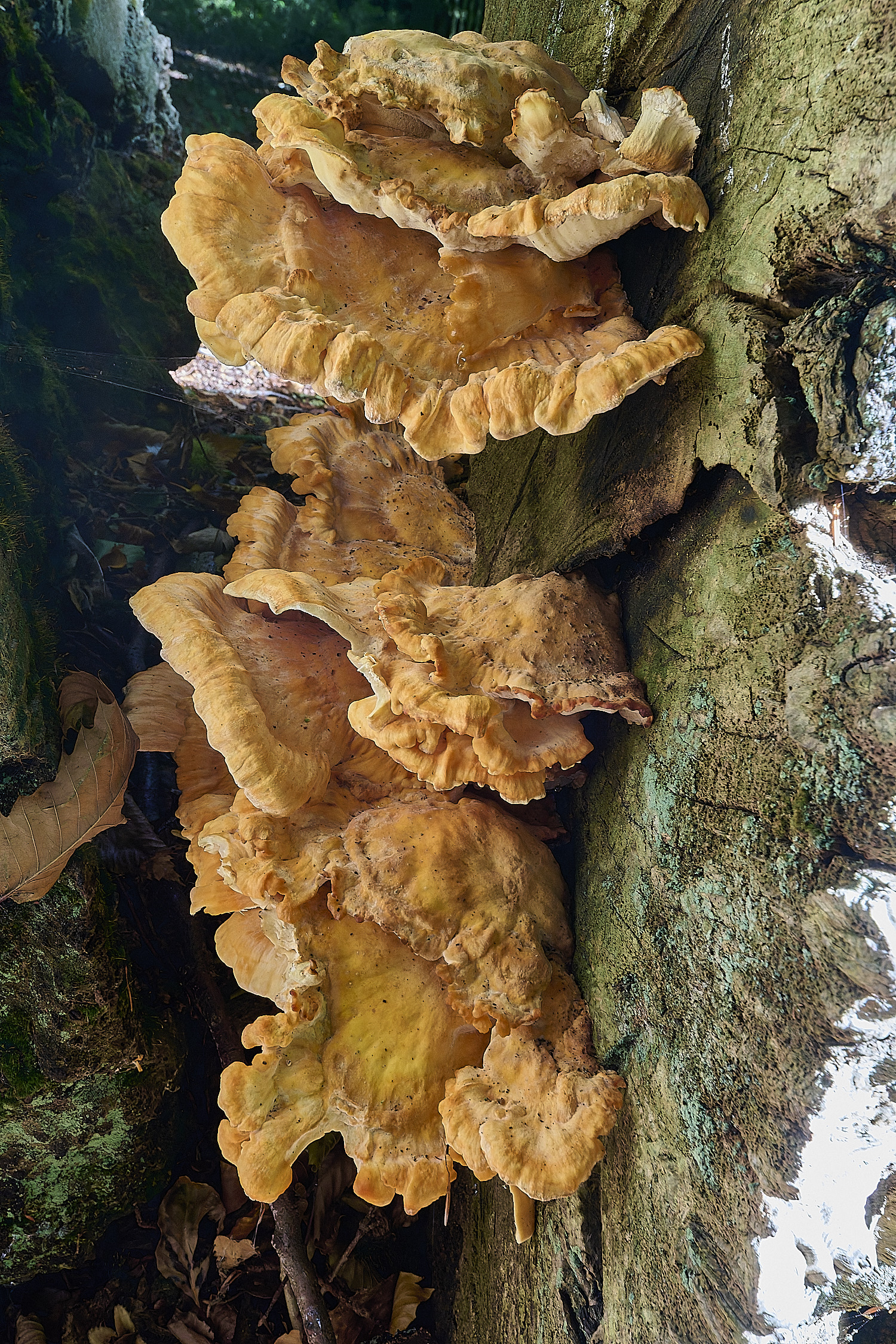 FelbriggChickenofthewoods250925-1