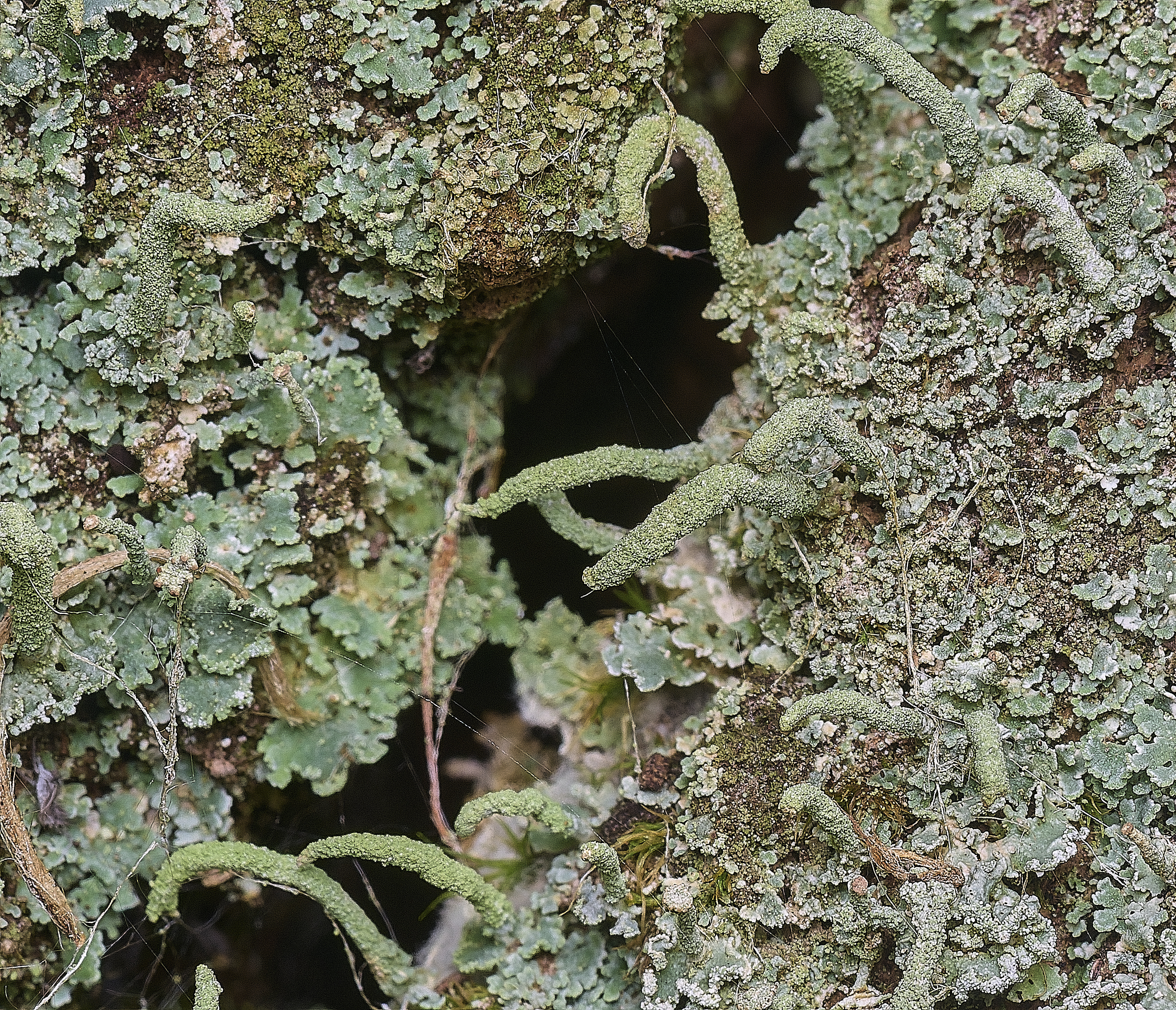 FelbriggCladonia091125-1