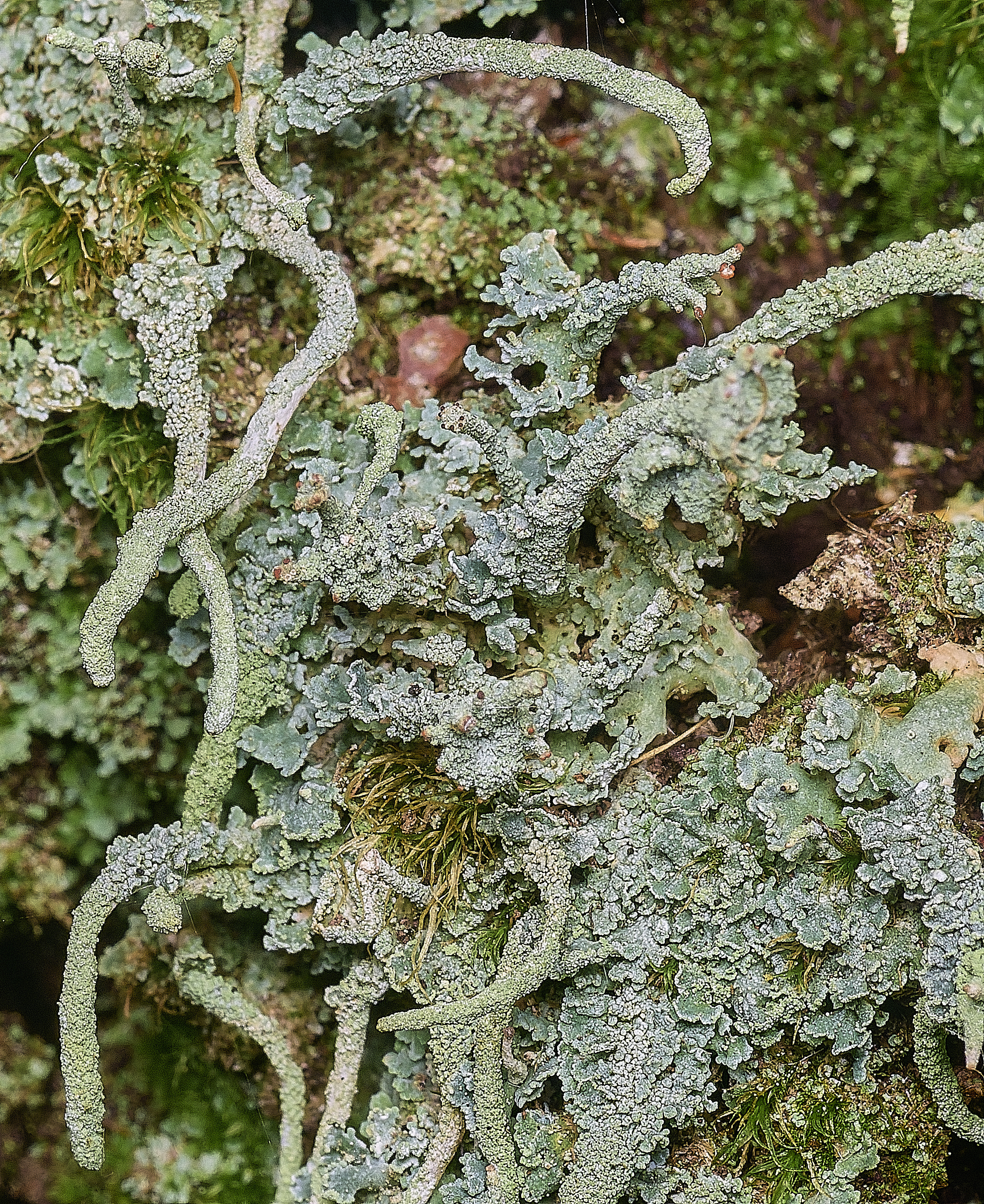 FelbriggCladonia091125-2