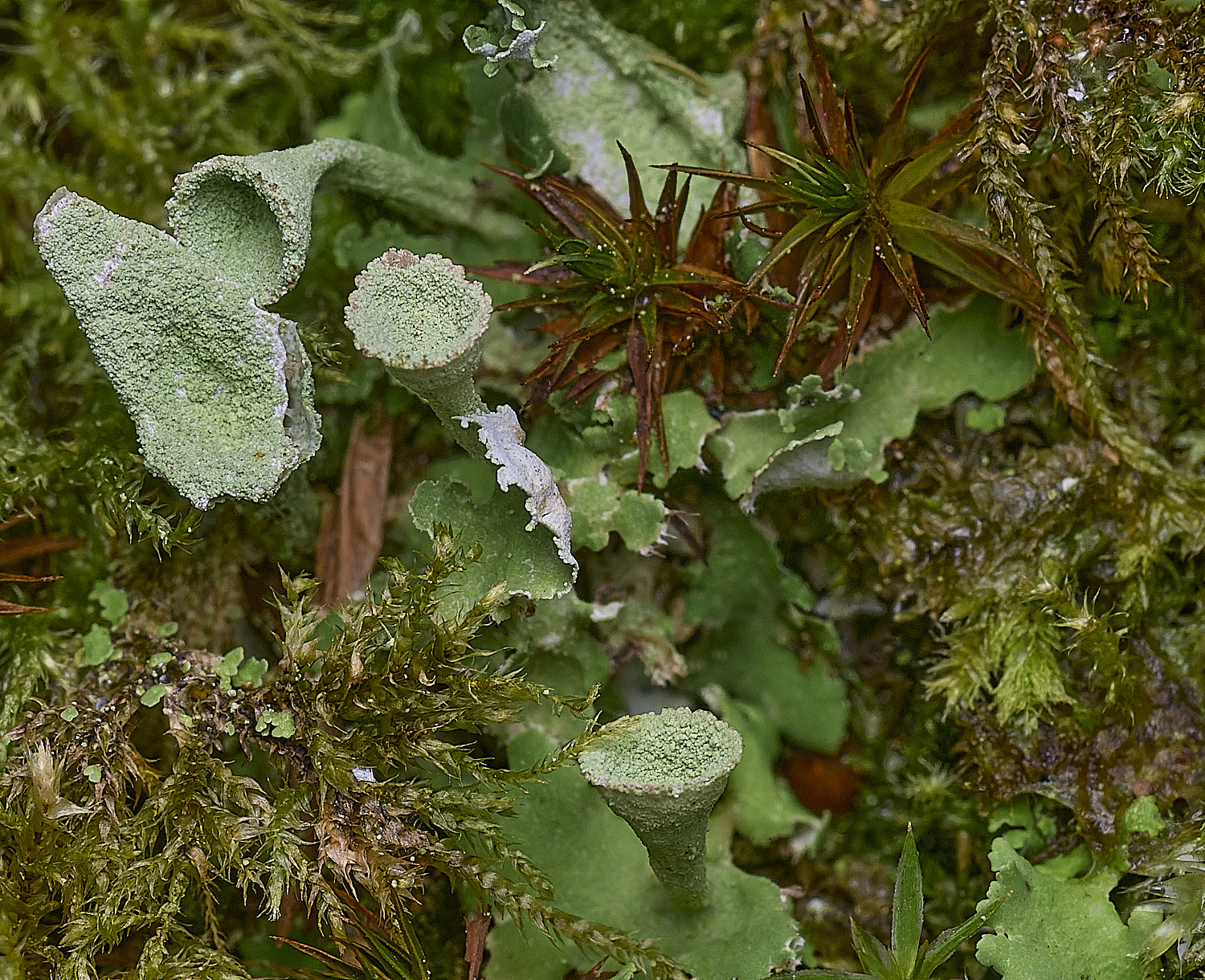 FelbriggCladonia2281225-1