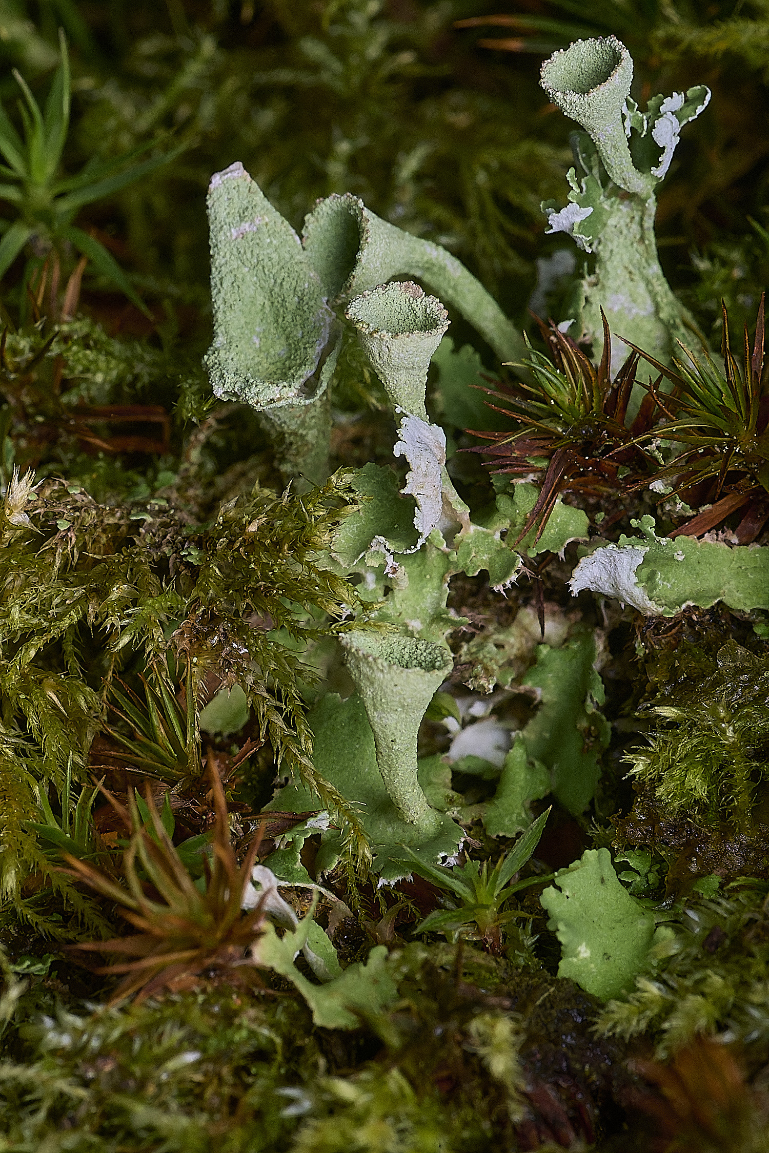 FelbriggCladonia2281225-2