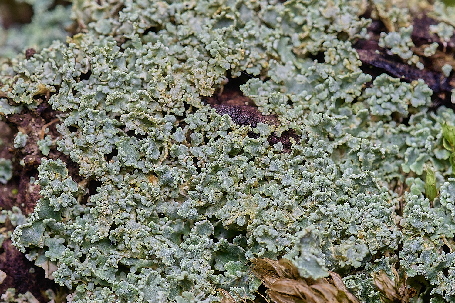 FelbriggCladonia281225-1