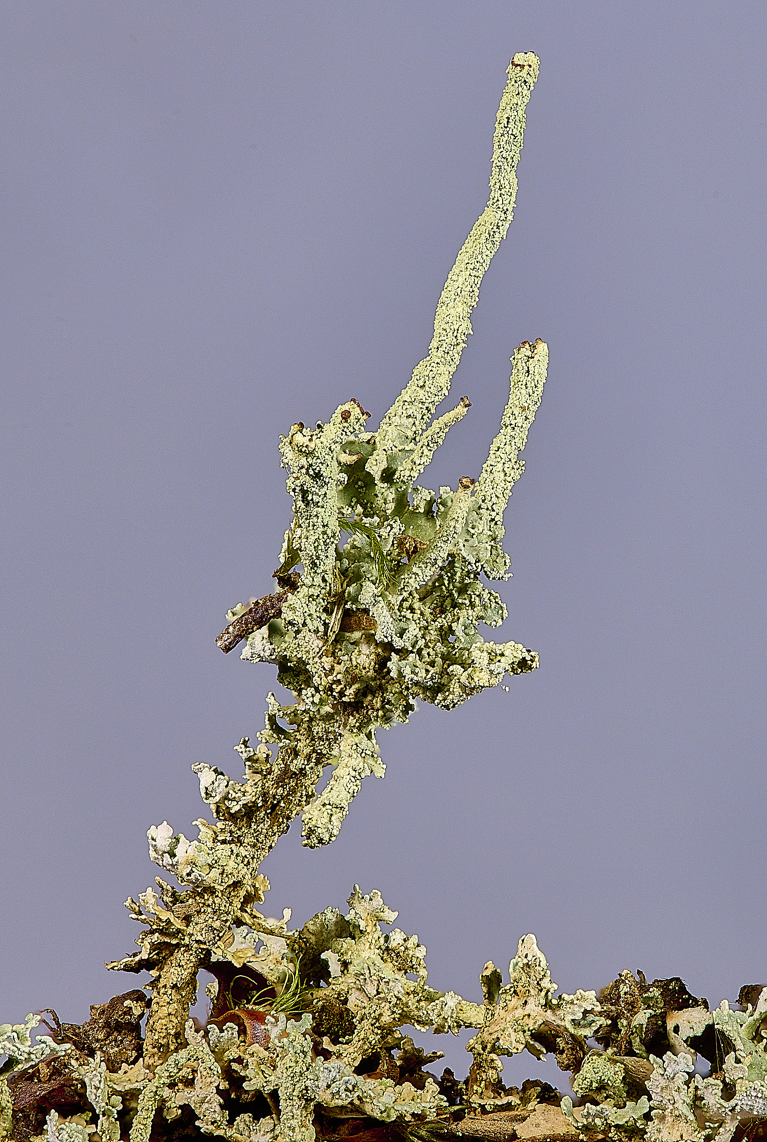 FelbriggCladonia3281225-3 2