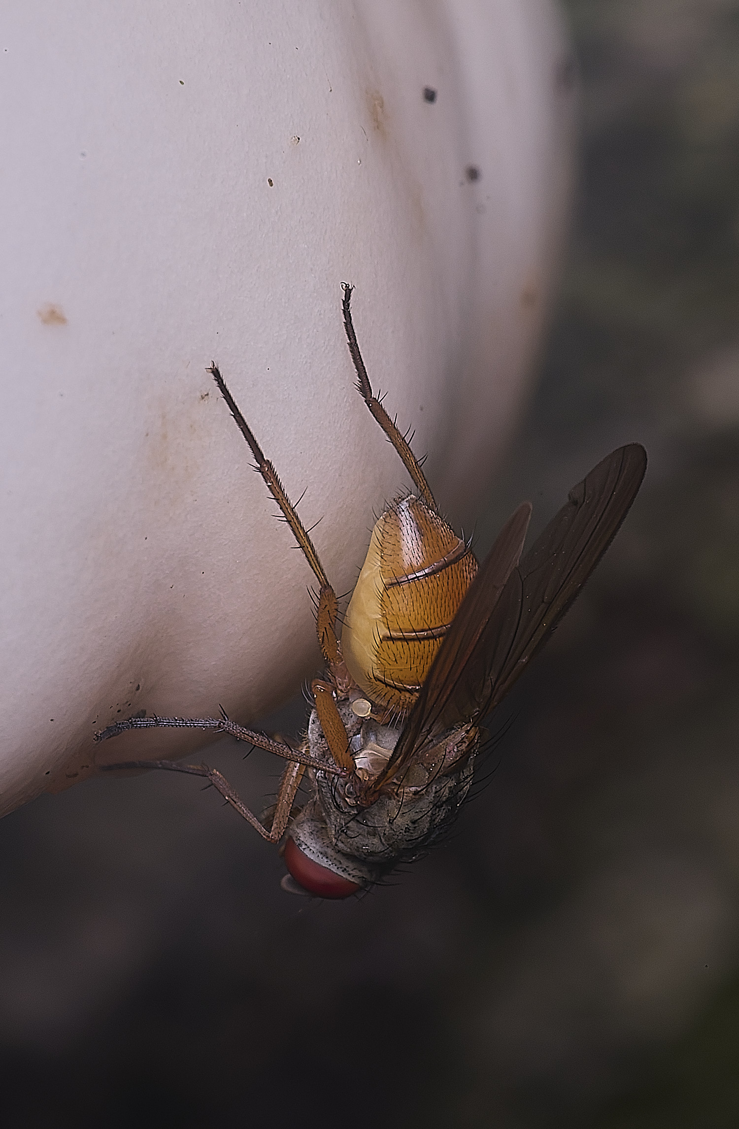 FelbriggFlySp250925-4