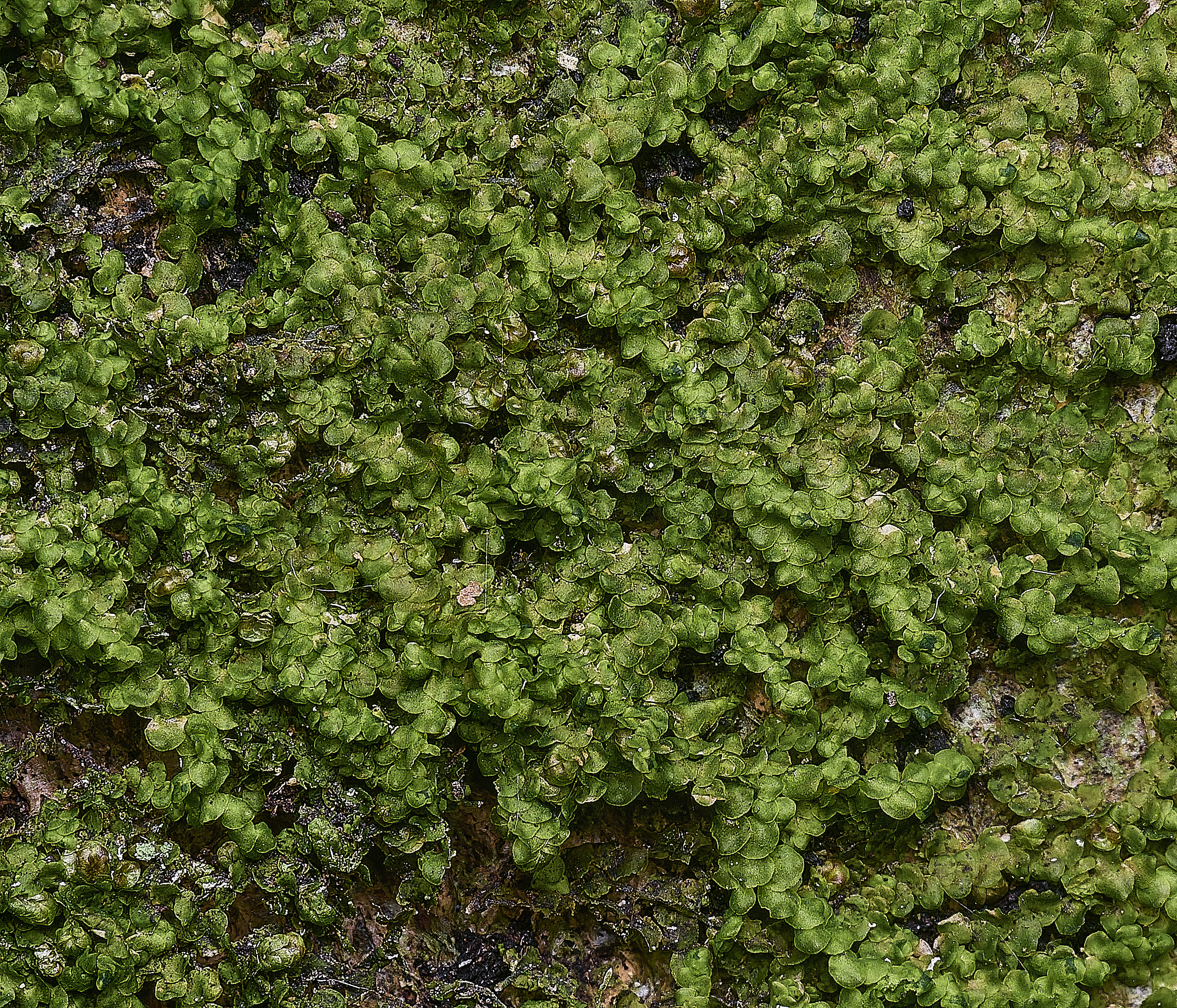 FelbriggFrullenia091125-1