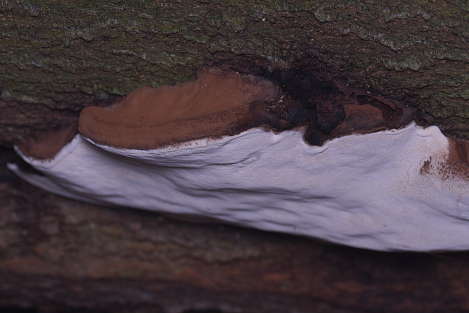 FelbriggGanoderma250925-2