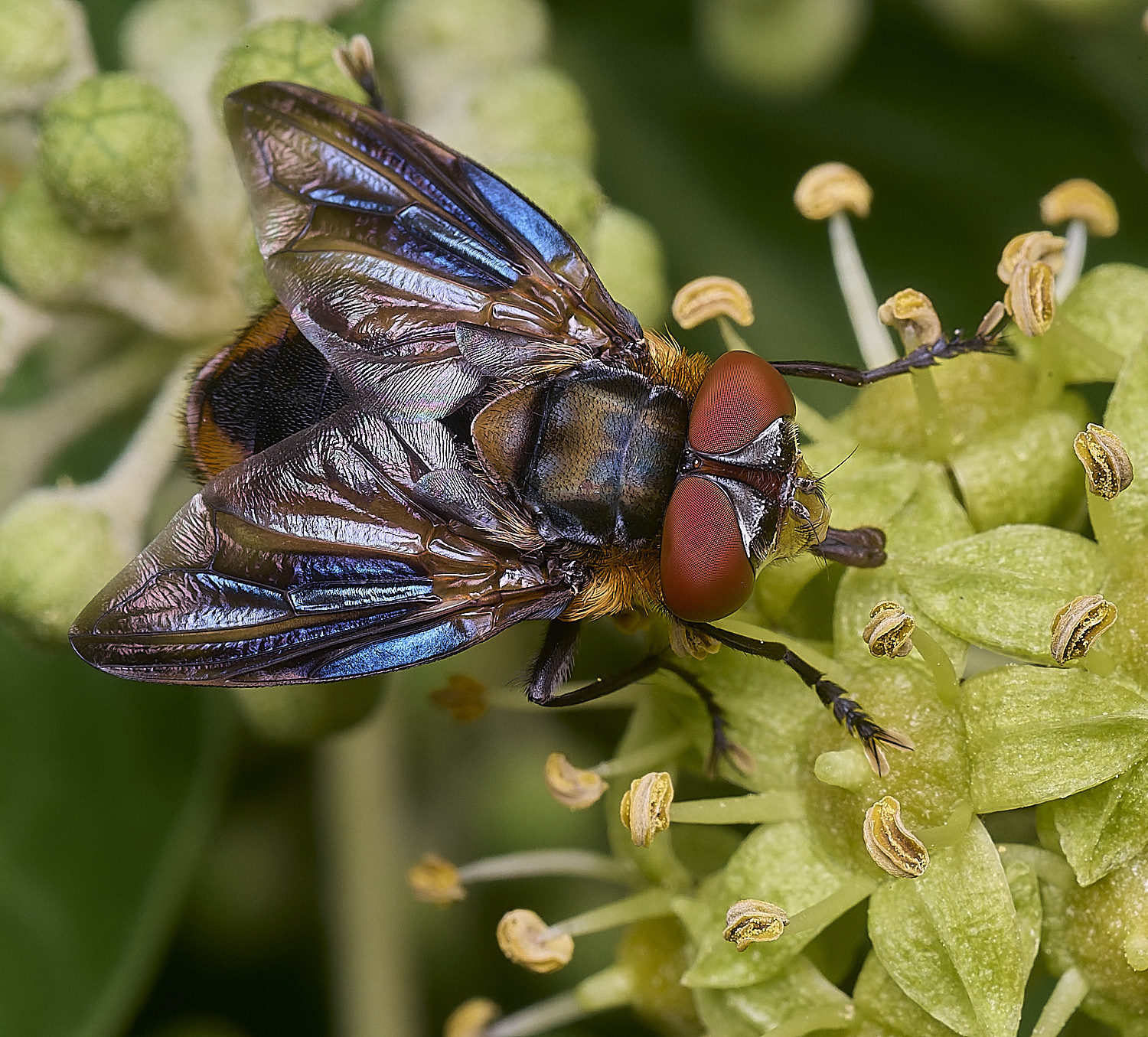 FelbriggHemiptera050925-2