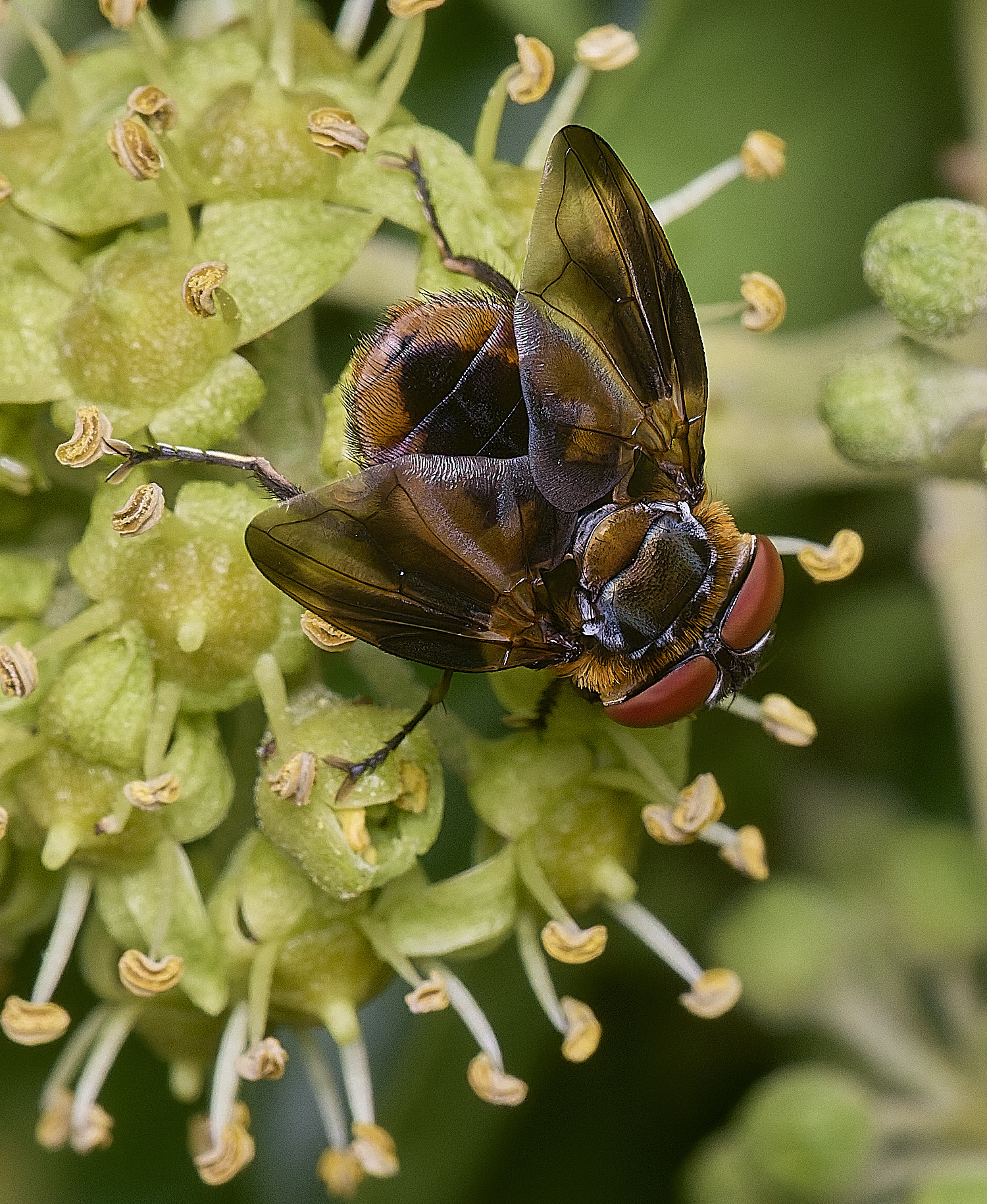 FelbriggHemiptera050925-3