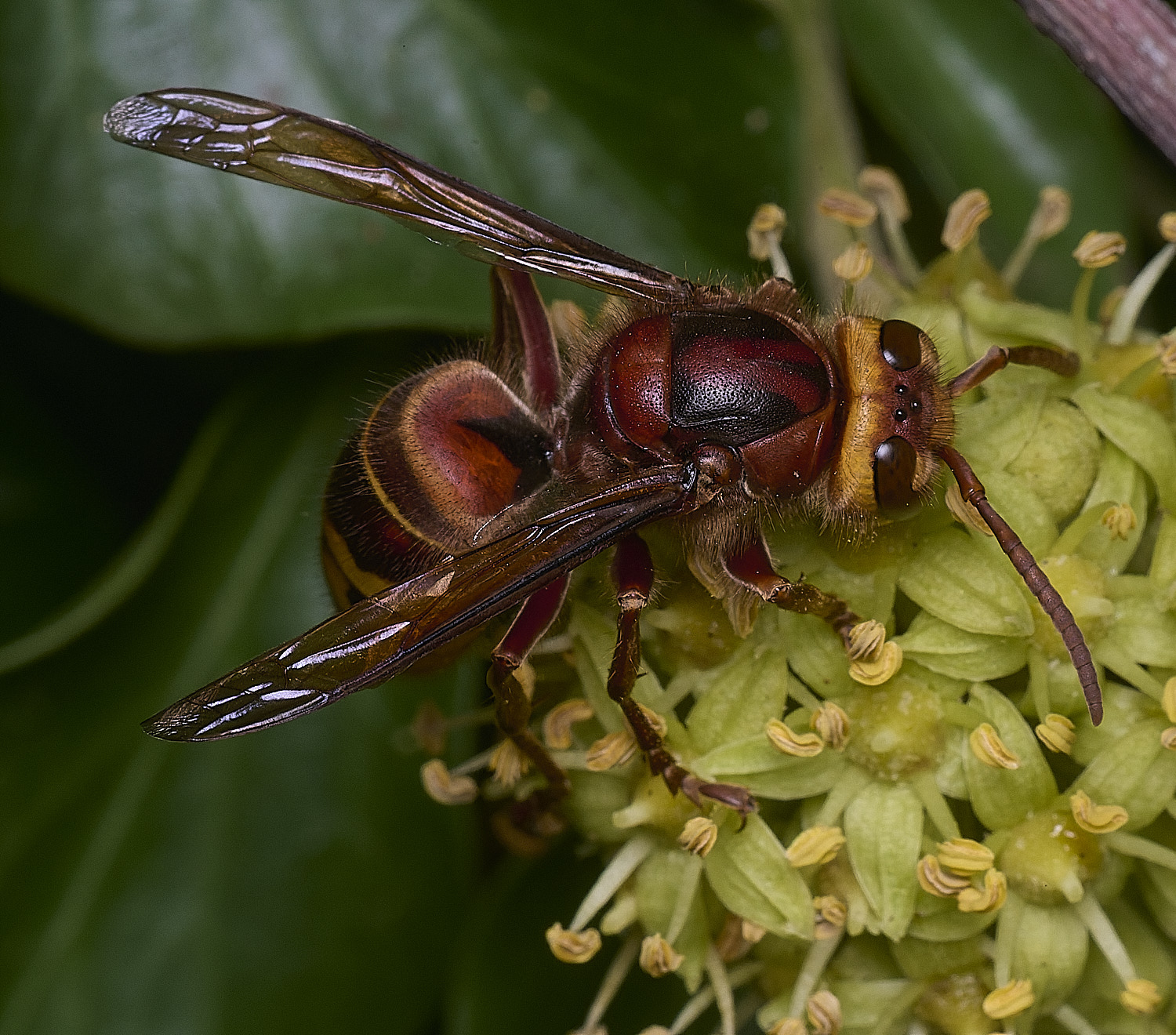 FelbriggHornet050925-1