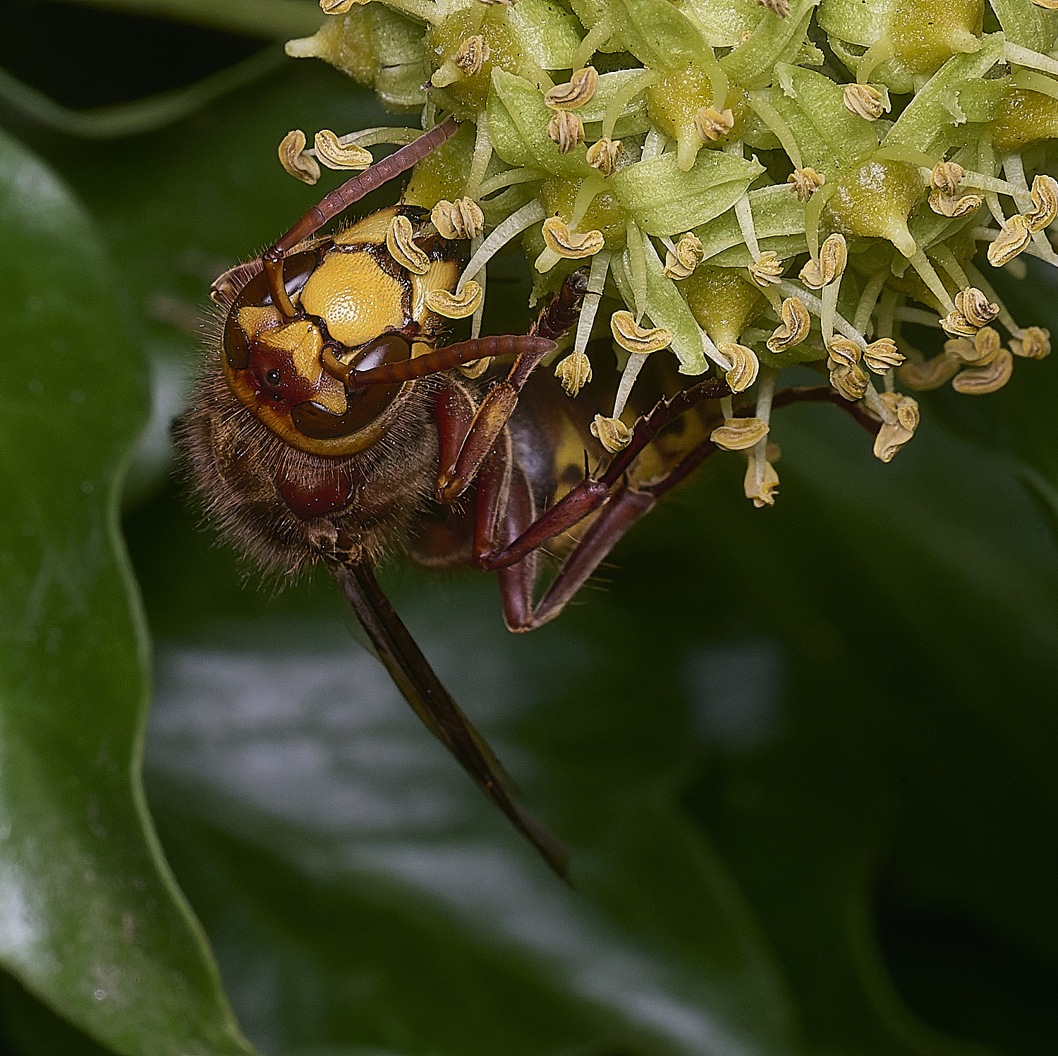 FelbriggHornet050925-3