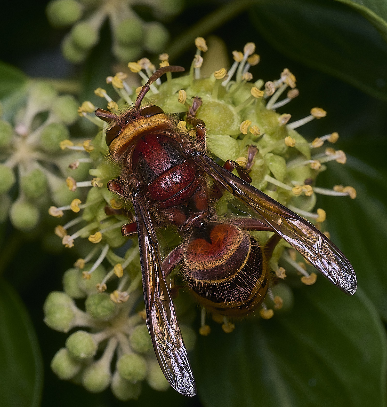 FelbriggHornet050925-5