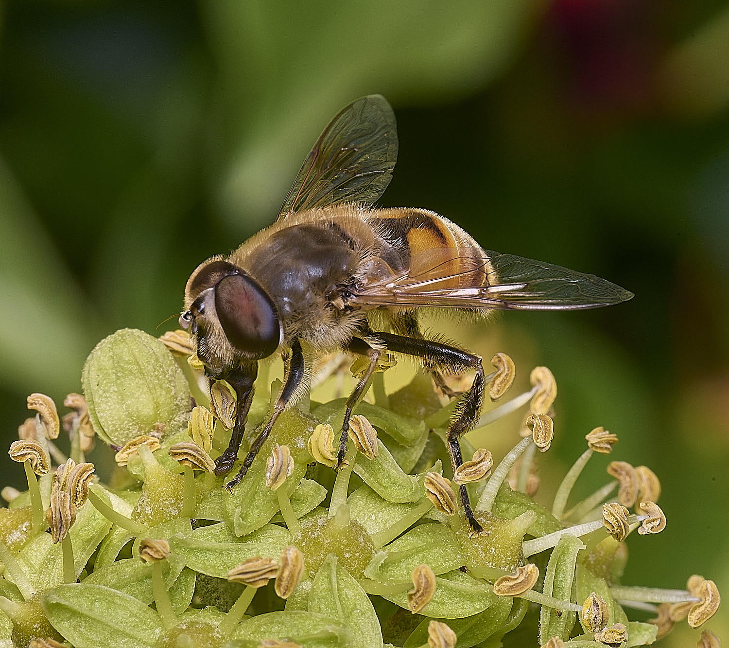 FelbriggHover050925-2