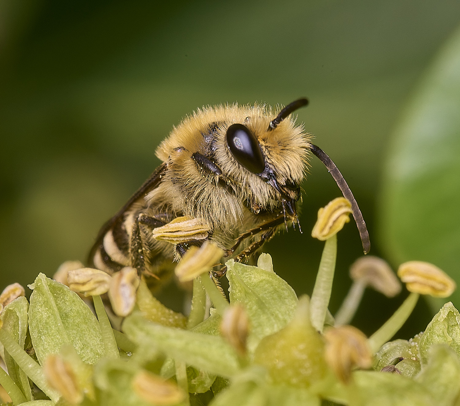 FelbriggIvyBee050925-2