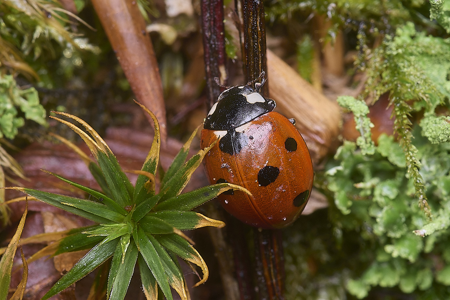 FelbriggLBird221225-1