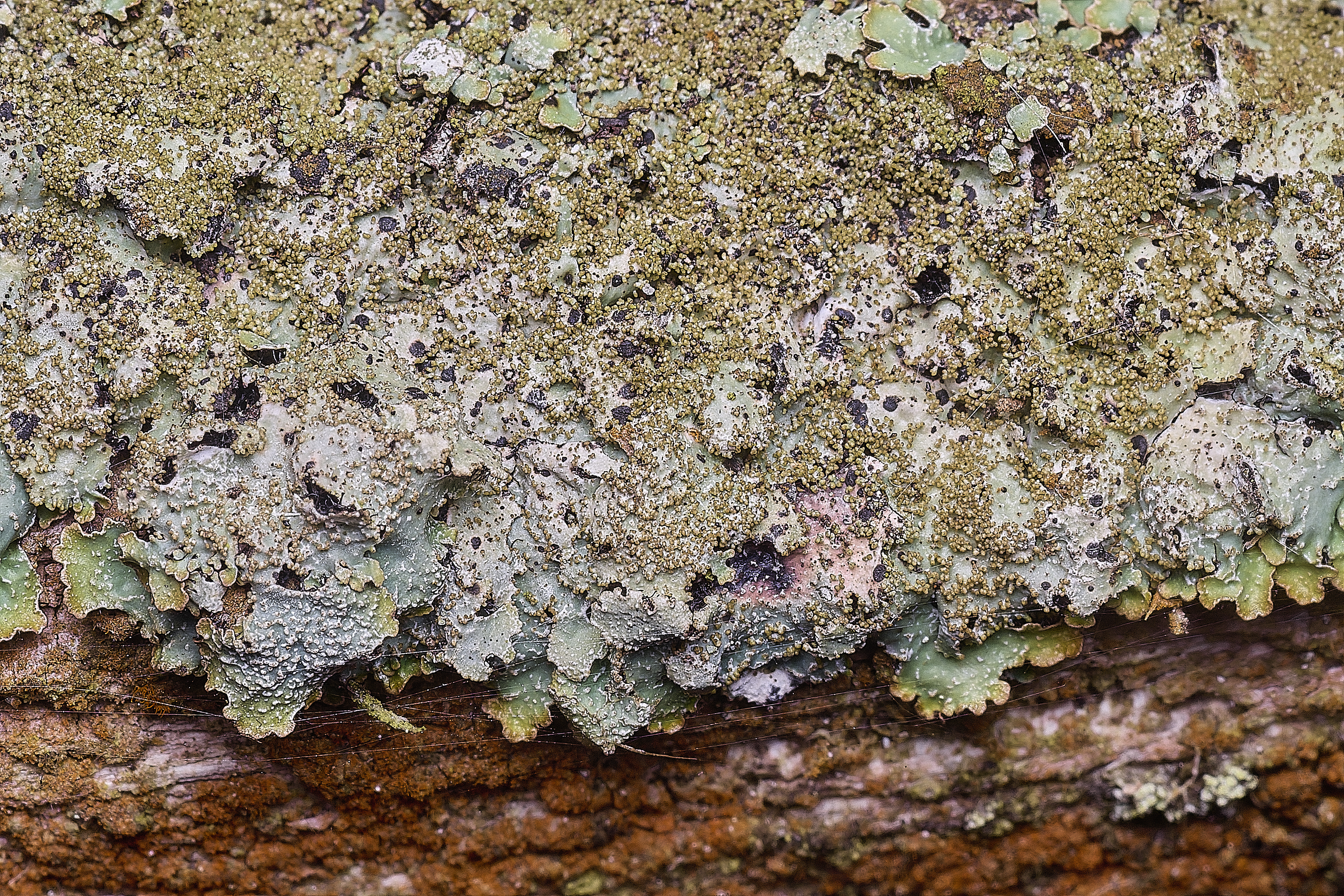 FelbriggLichen2091125-