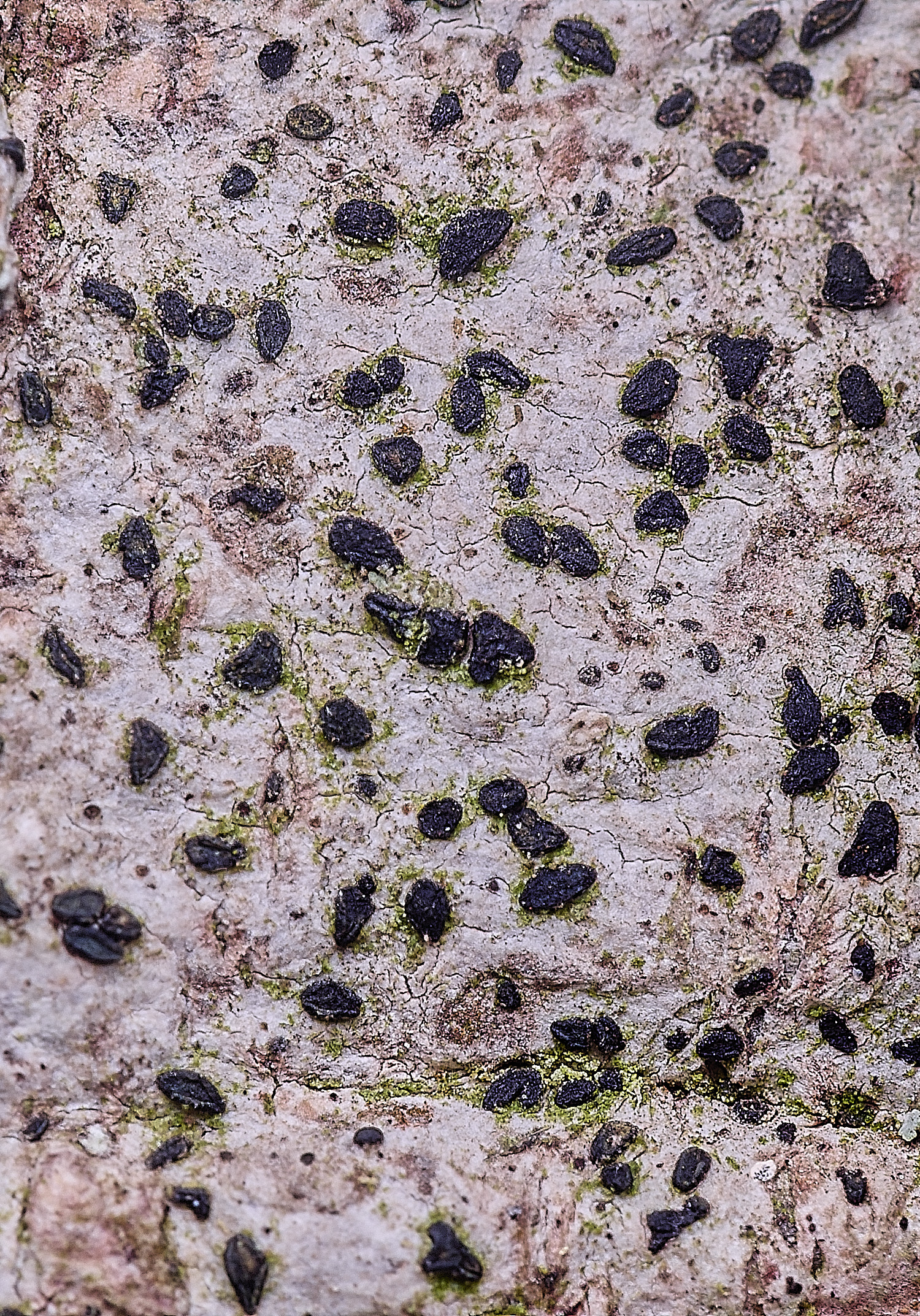 FelbriggLichen250925-1