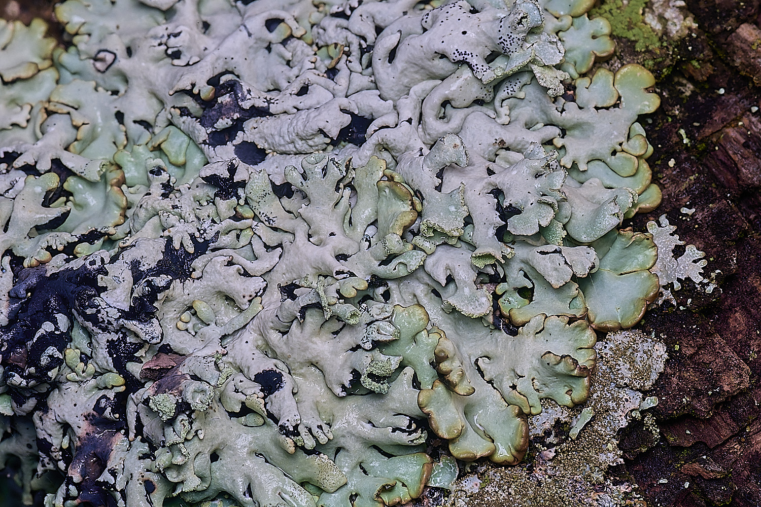 FelbriggLichen4221225-1