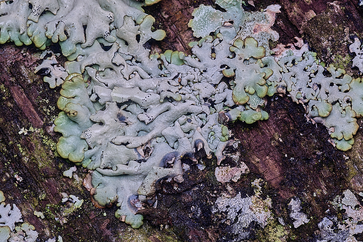 FelbriggLichen4221225-2