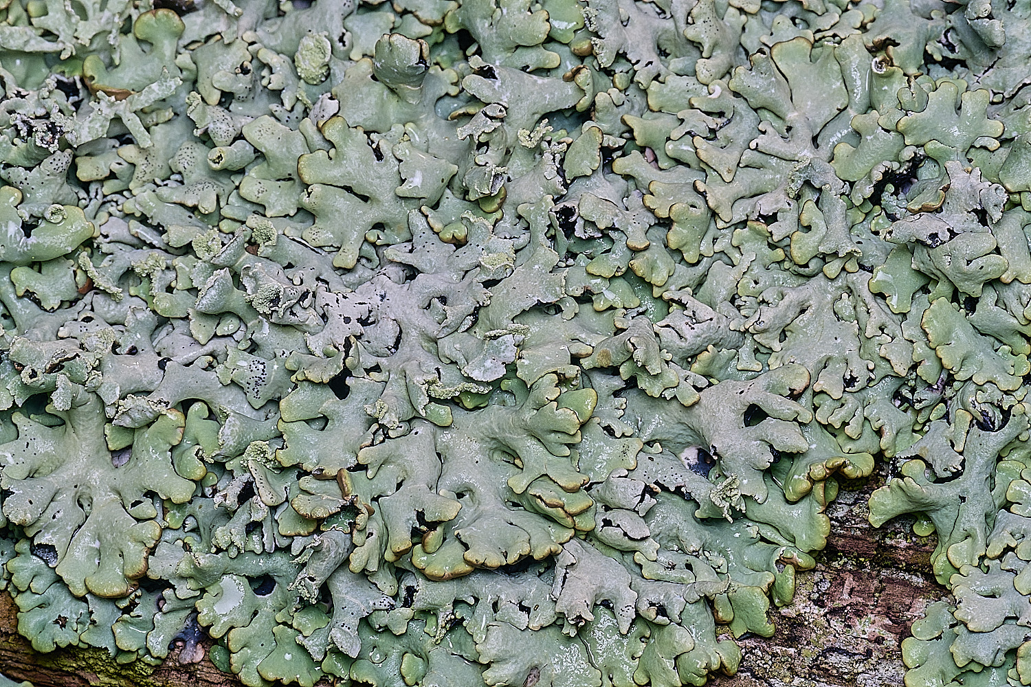 FelbriggLichen4221225-4