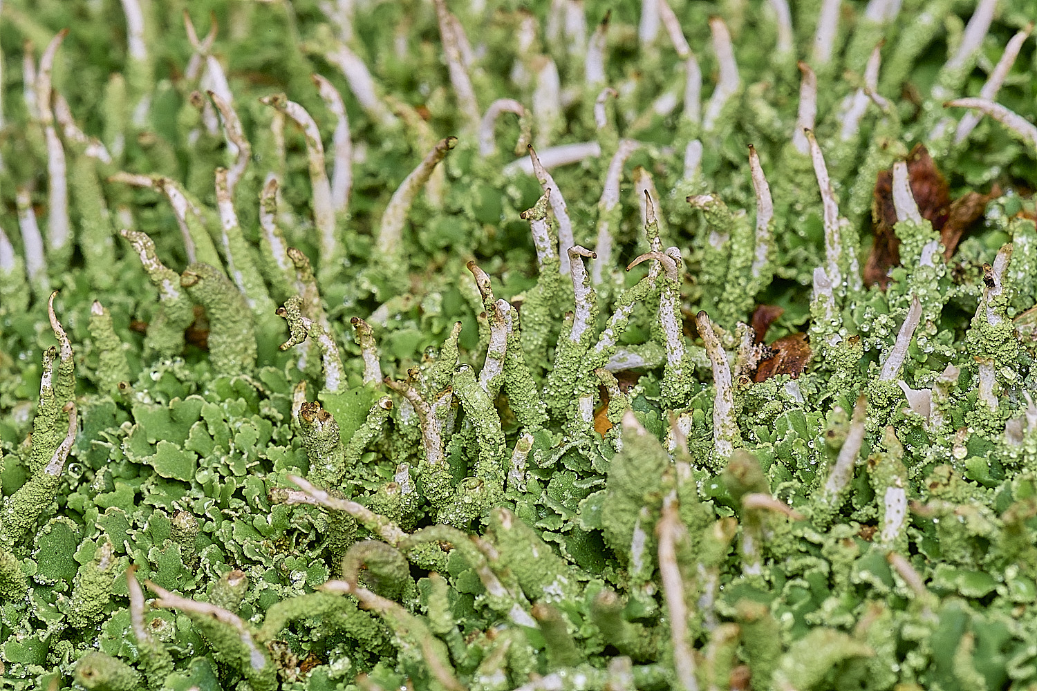 FelbriggLichen5221225-2