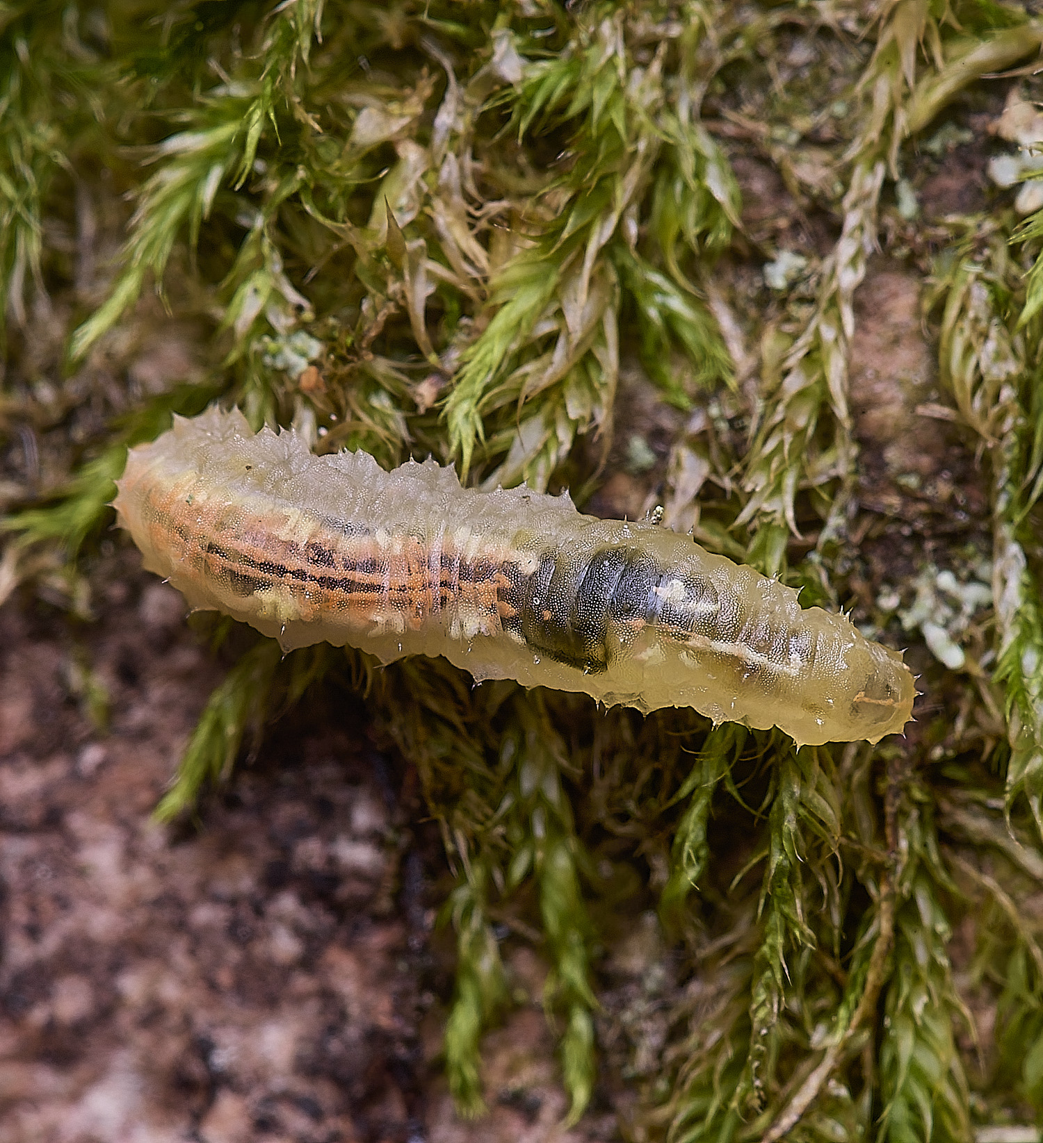 FelbriggMaggot250925-1