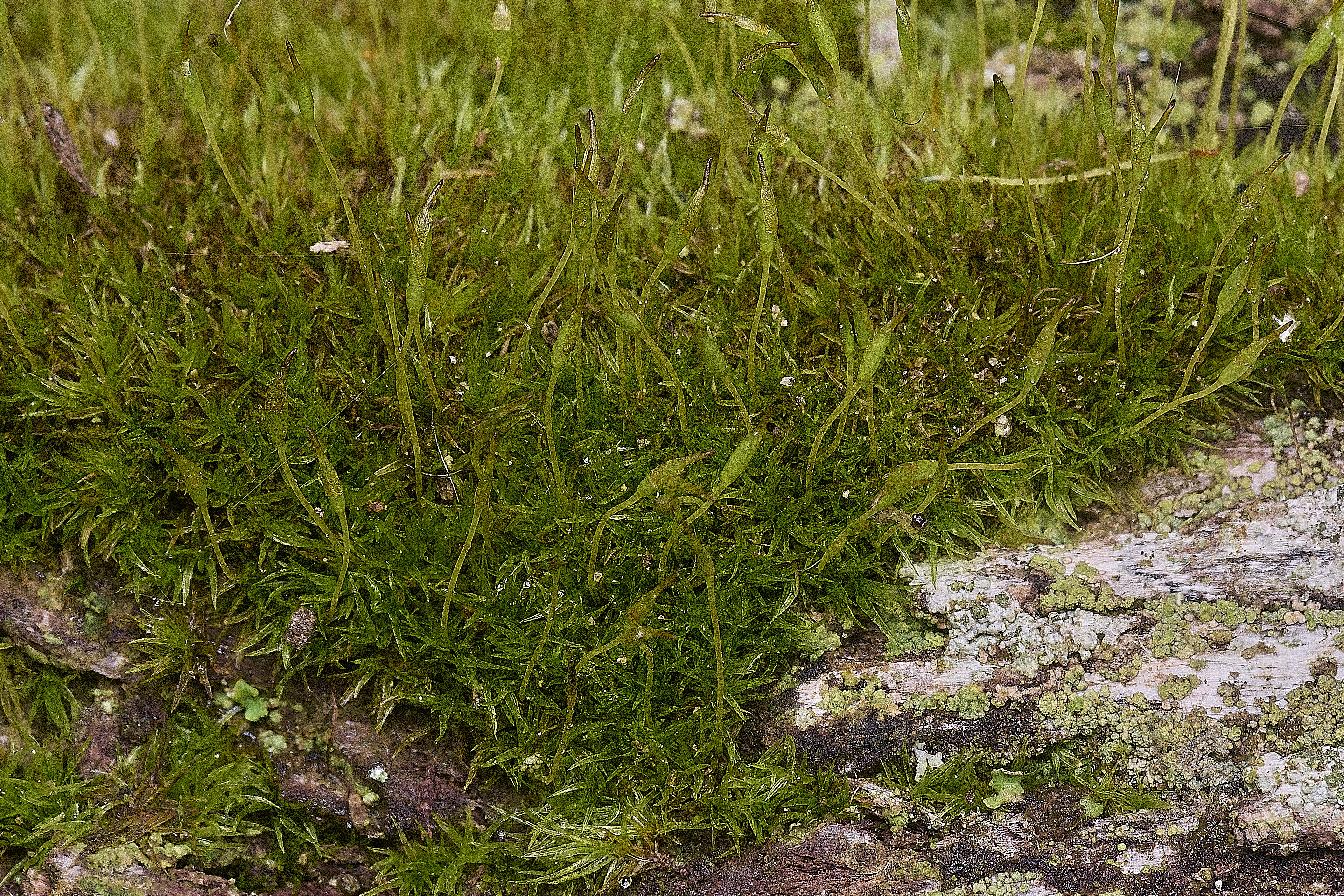 FelbriggMoss091125-1