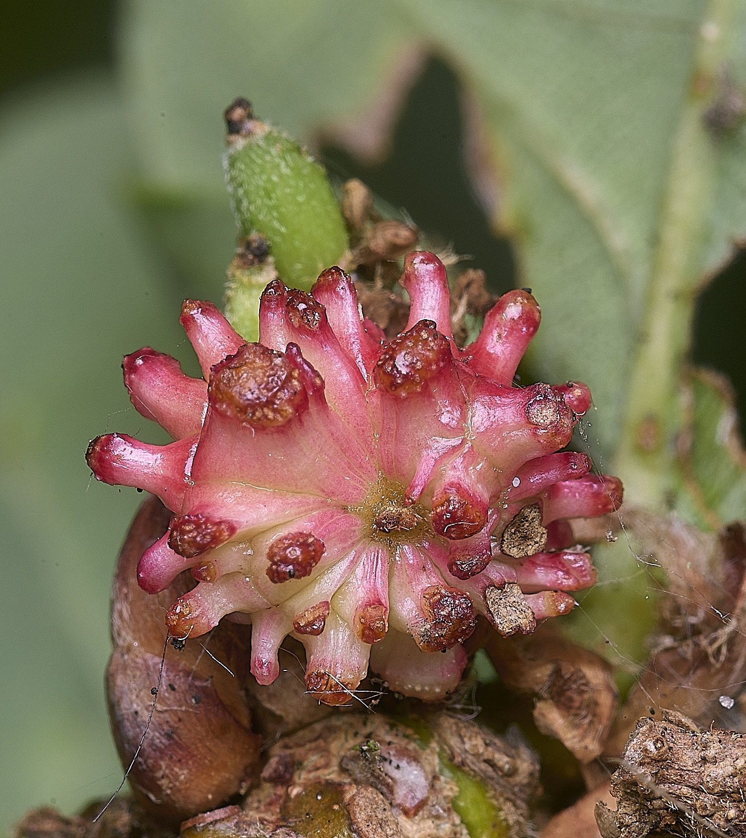 FelbriggOakGall250925-1