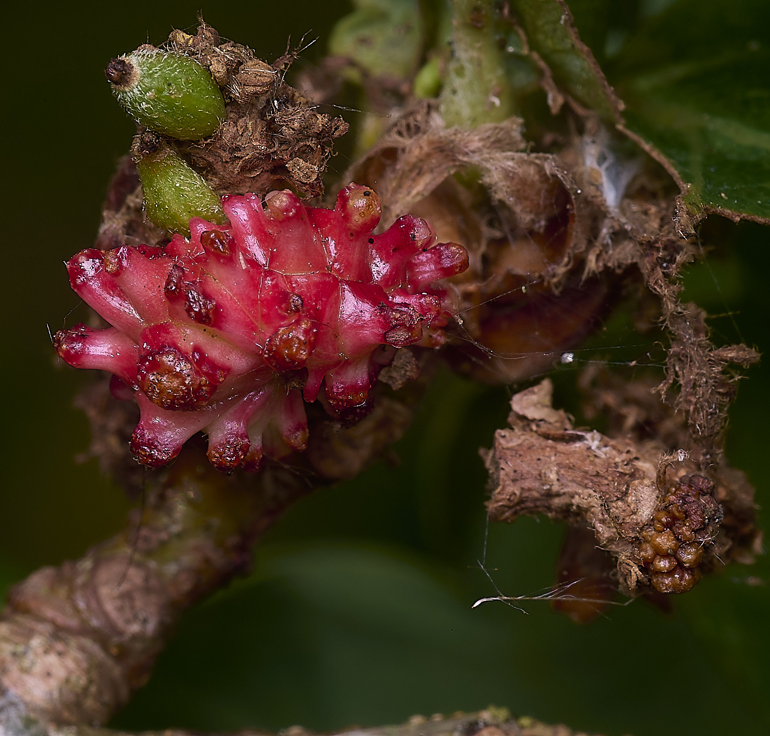 FelbriggOakGall250925-2