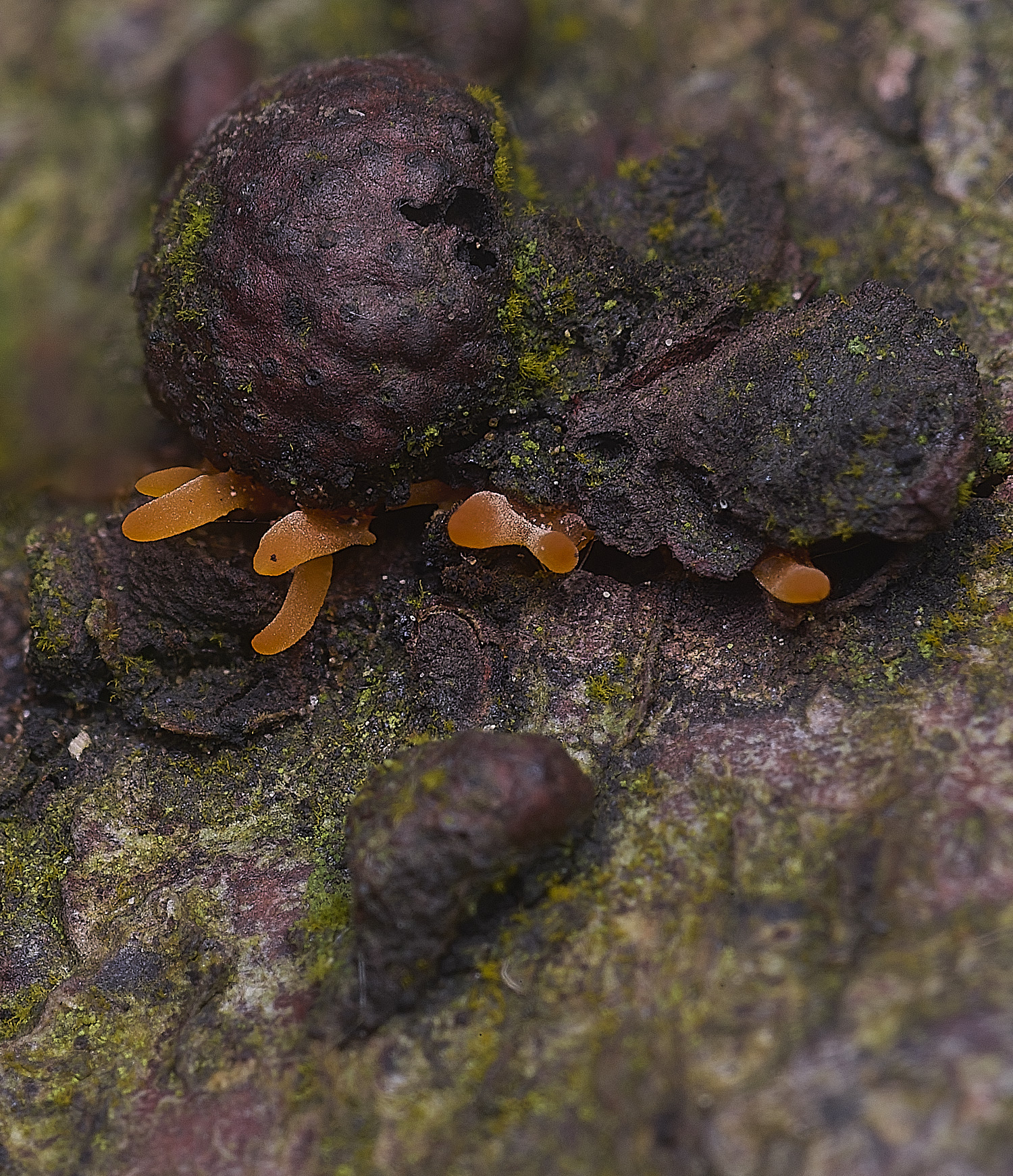 FelbriggOrange250925-1