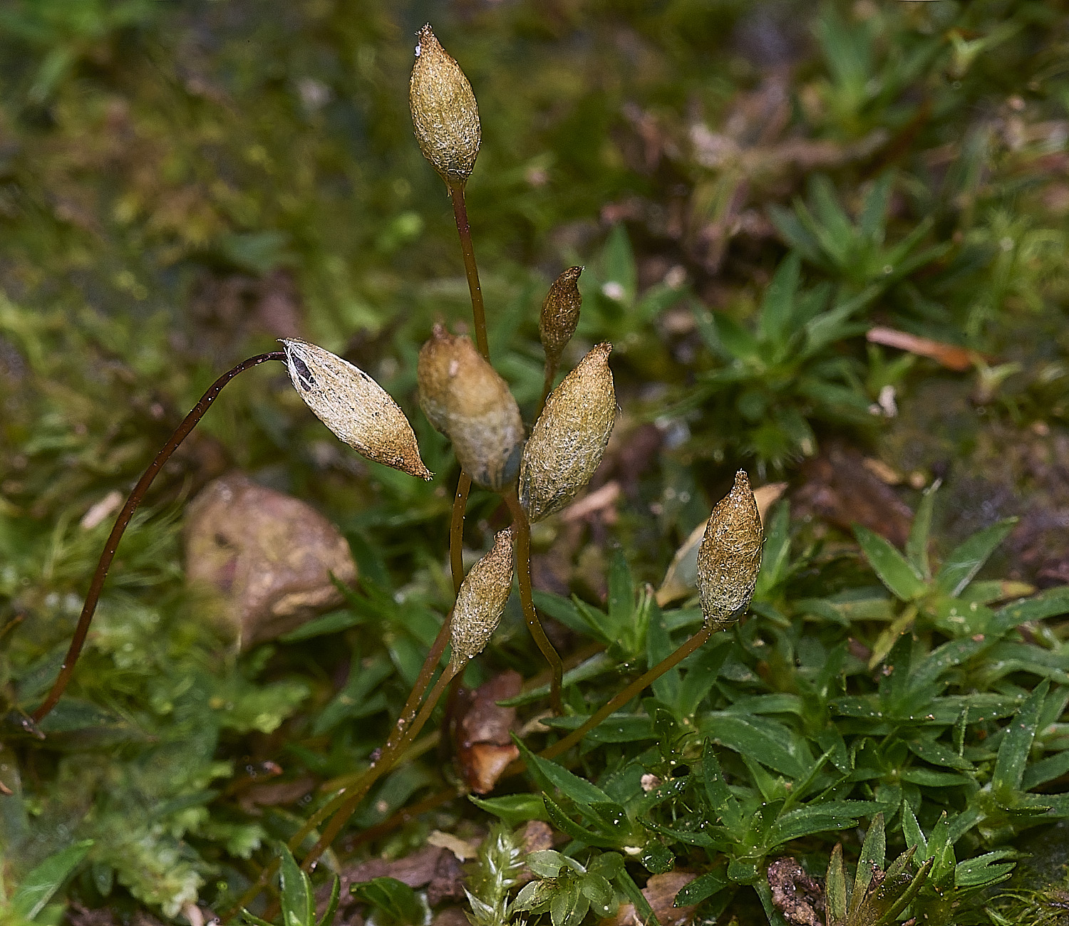 FelbriggPaloides281225-1
