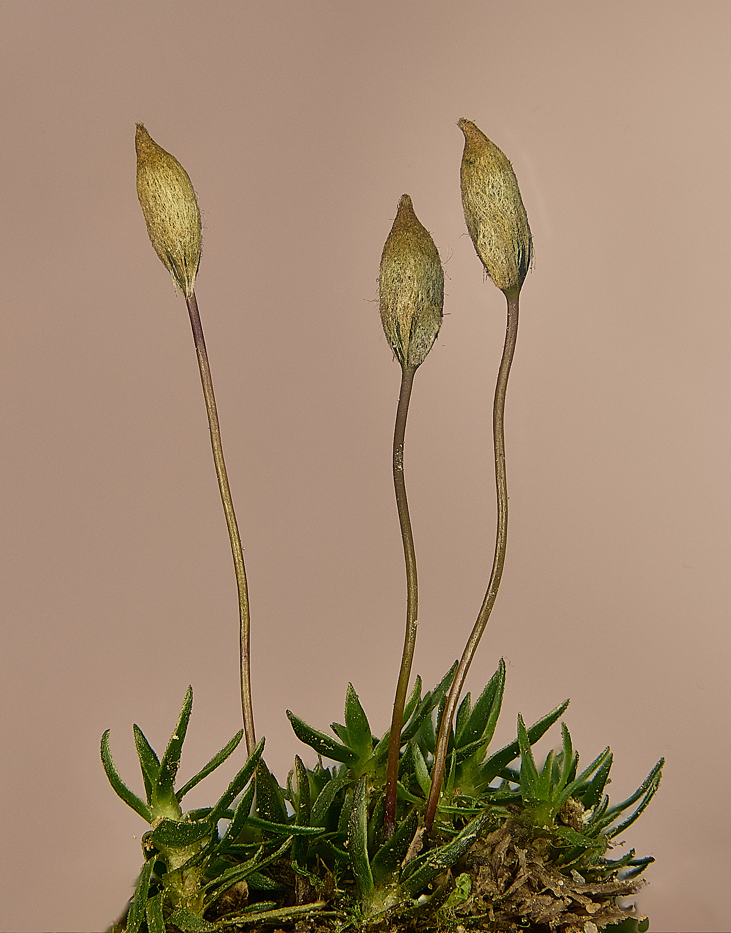 FelbriggPaloides281225-3 1