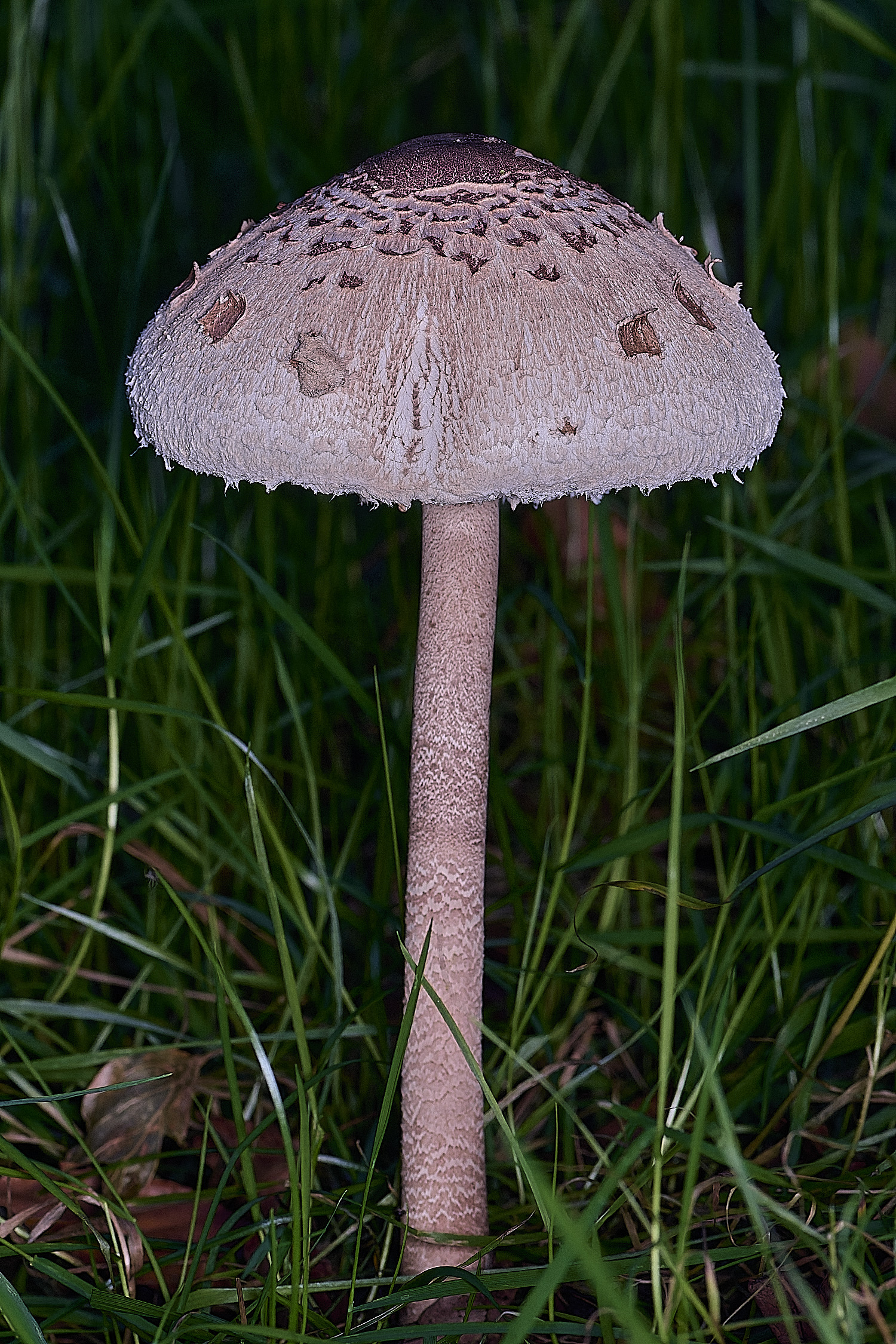 FelbriggParasol250925-1