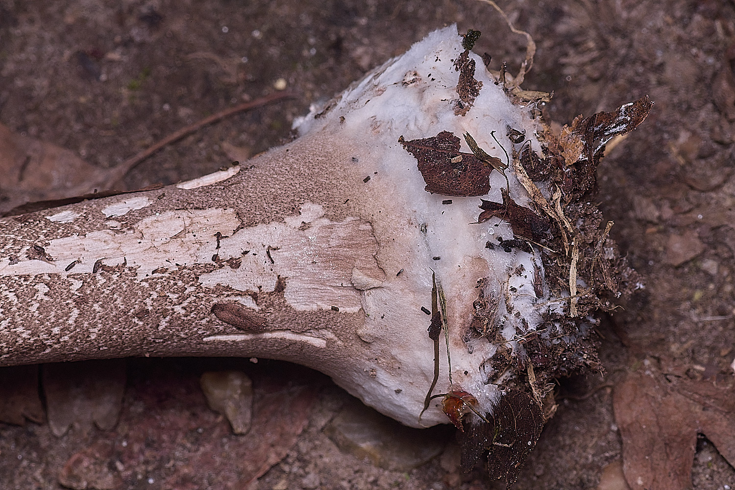 FelbriggParasol250925-4