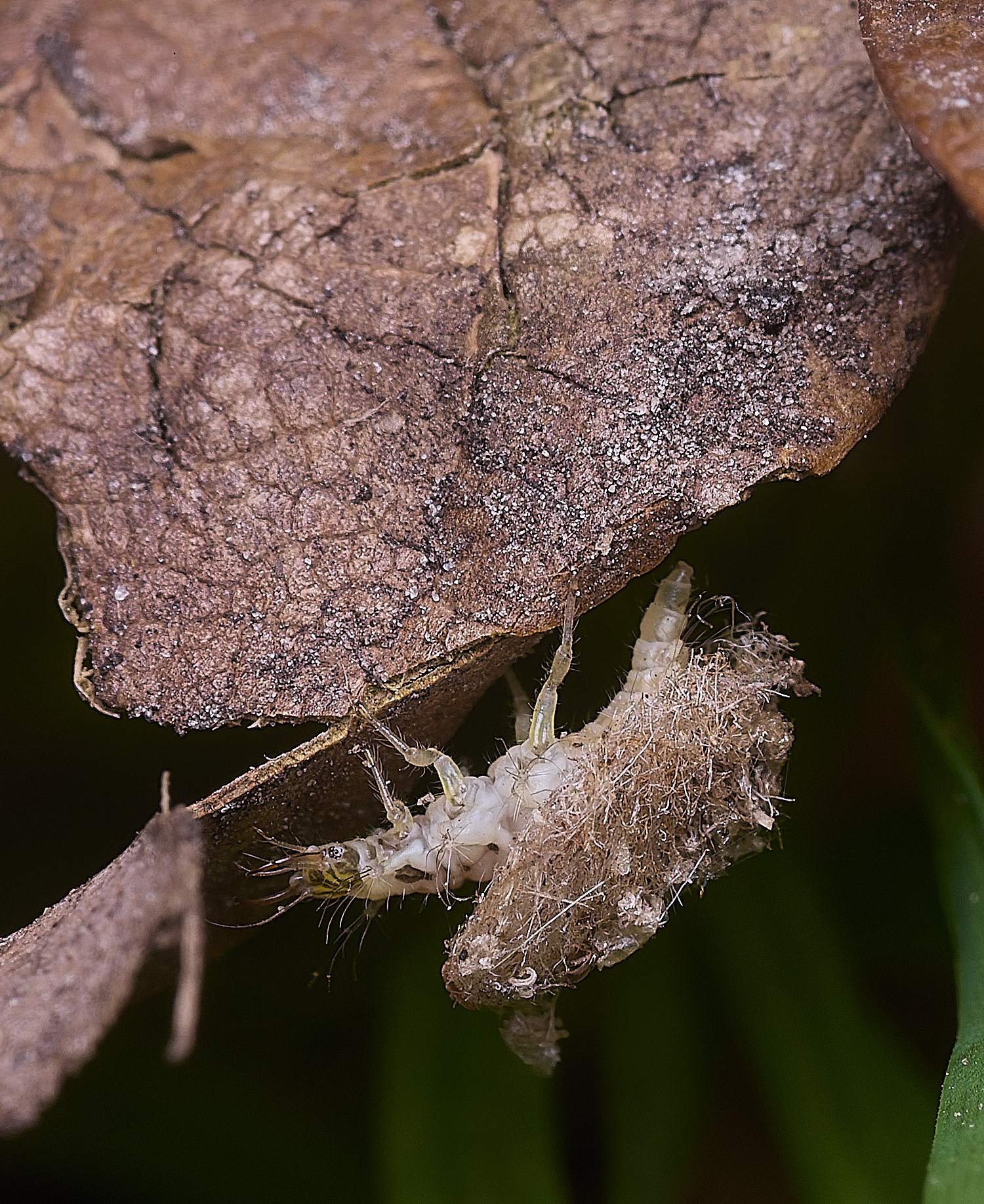 FelbriggPincers250925-7