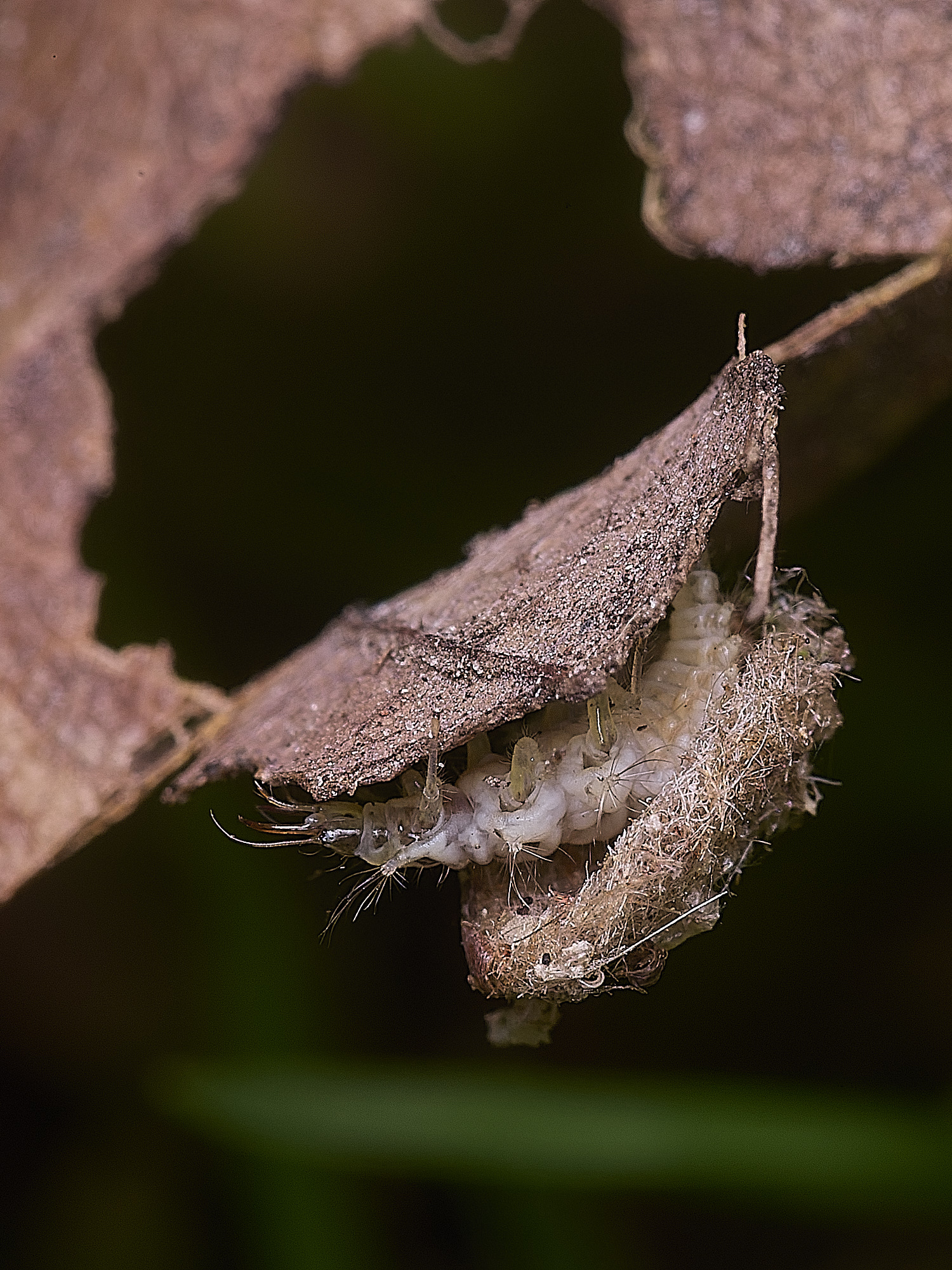 FelbriggPincers250925-9